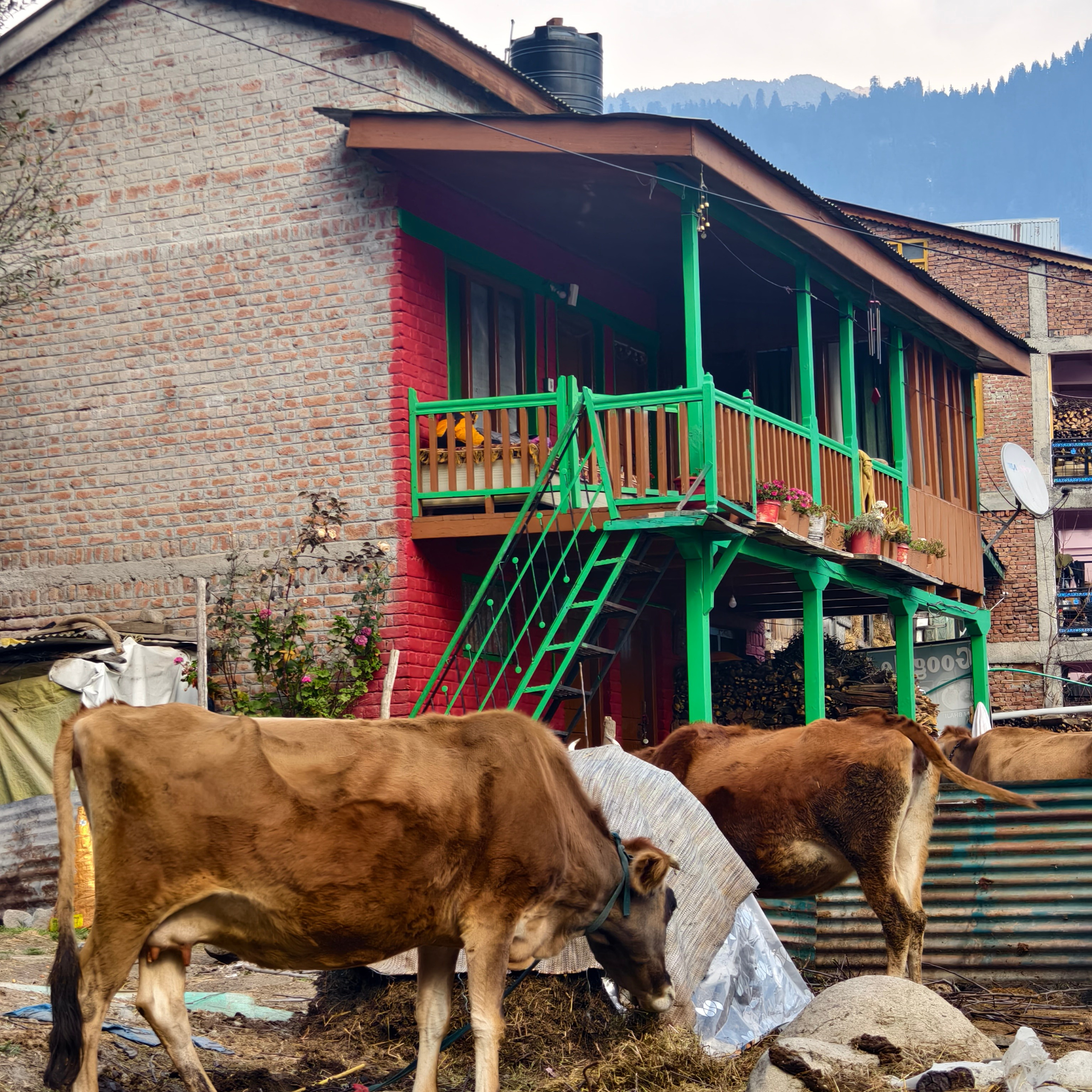 Путешествие в Долину Богов — Манали. Айгуль Лотфуллина. #АйгульТВ. Фотограф в Адлере и Сочи, Красной Поляне