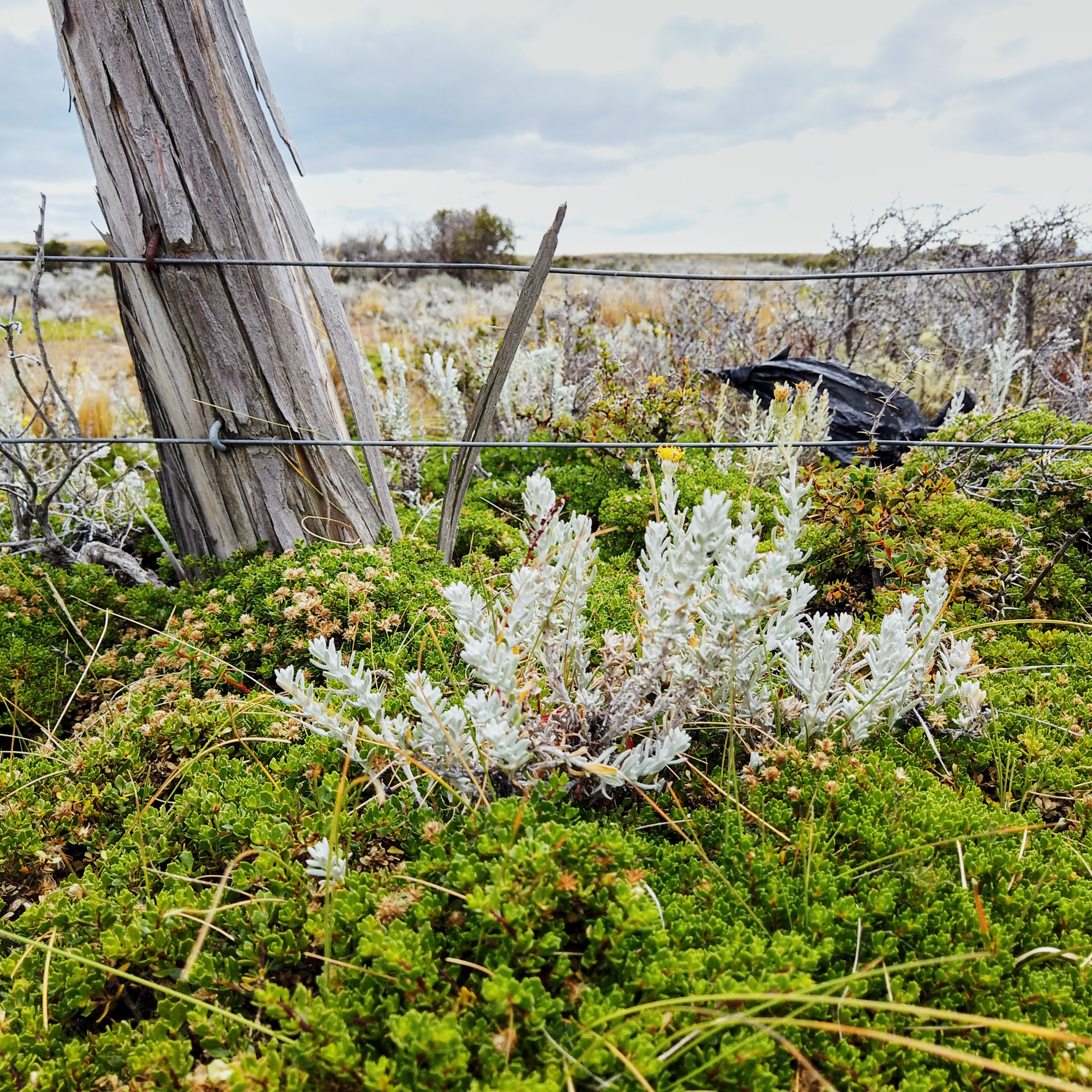 Патагония 2019. Айгуль Лотфуллина. #АйгульТВ. Фотограф в Адлере и Сочи, Красной Поляне
