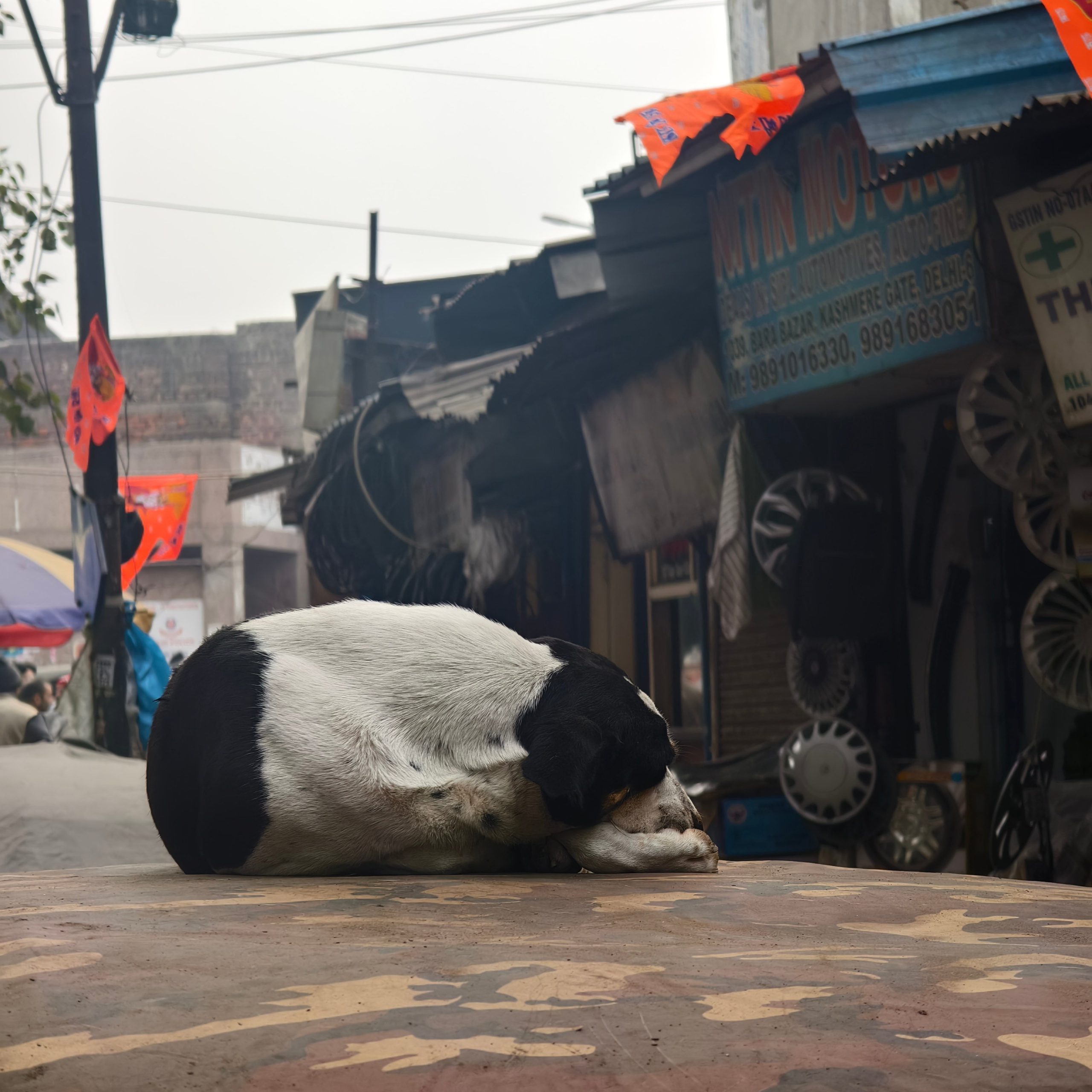 Путешествие в Долину Богов — Манали. Айгуль Лотфуллина. #АйгульТВ. Фотограф в Адлере и Сочи, Красной Поляне