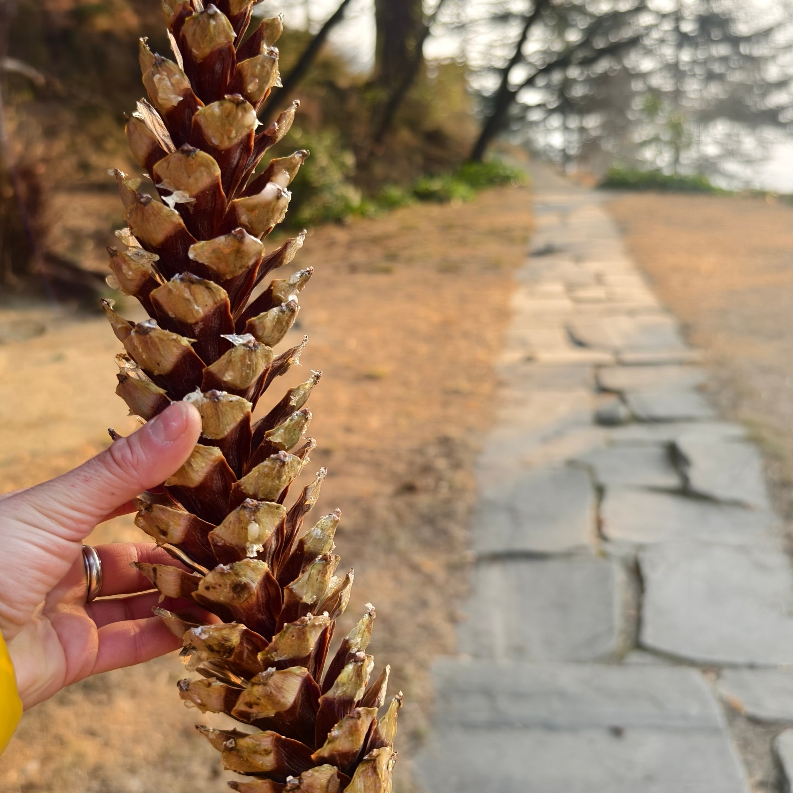 Путешествие в Долину Богов — Манали. Айгуль Лотфуллина. #АйгульТВ. Фотограф в Адлере и Сочи, Красной Поляне