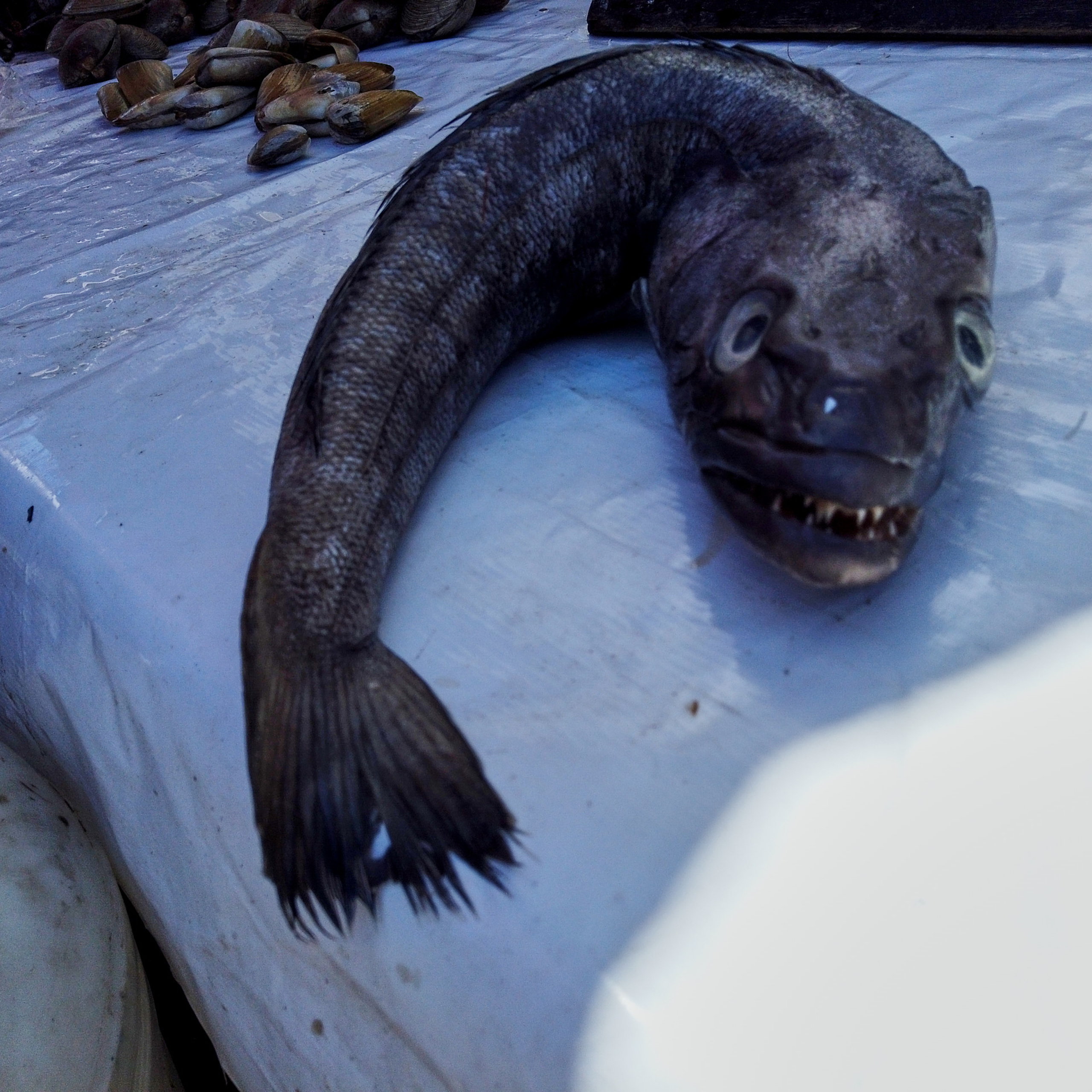 Патагония 2019. Айгуль Лотфуллина. #АйгульТВ. Фотограф в Адлере и Сочи, Красной Поляне