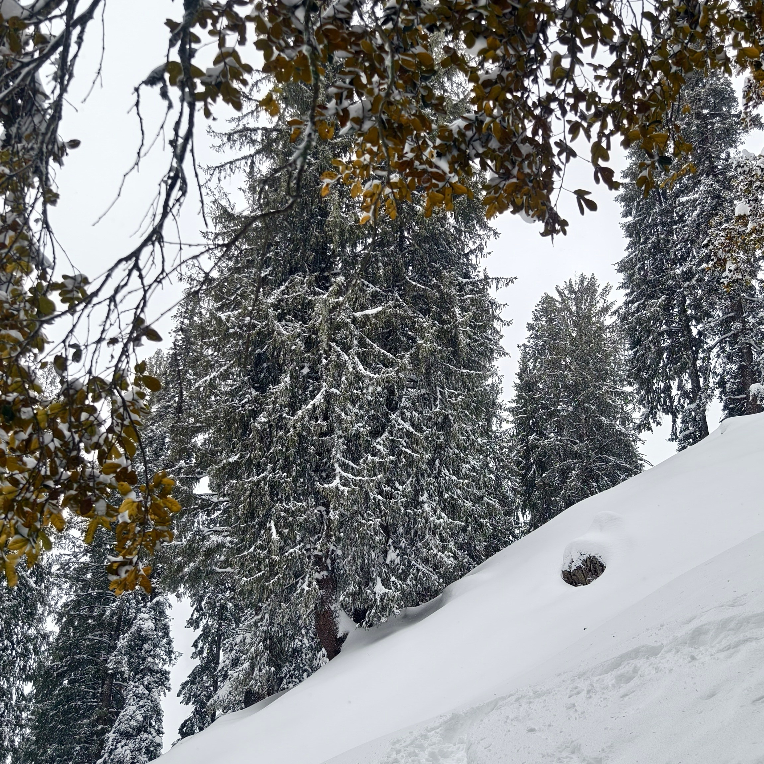 Путешествие в Долину Богов — Манали. Айгуль Лотфуллина. #АйгульТВ. Фотограф в Адлере и Сочи, Красной Поляне
