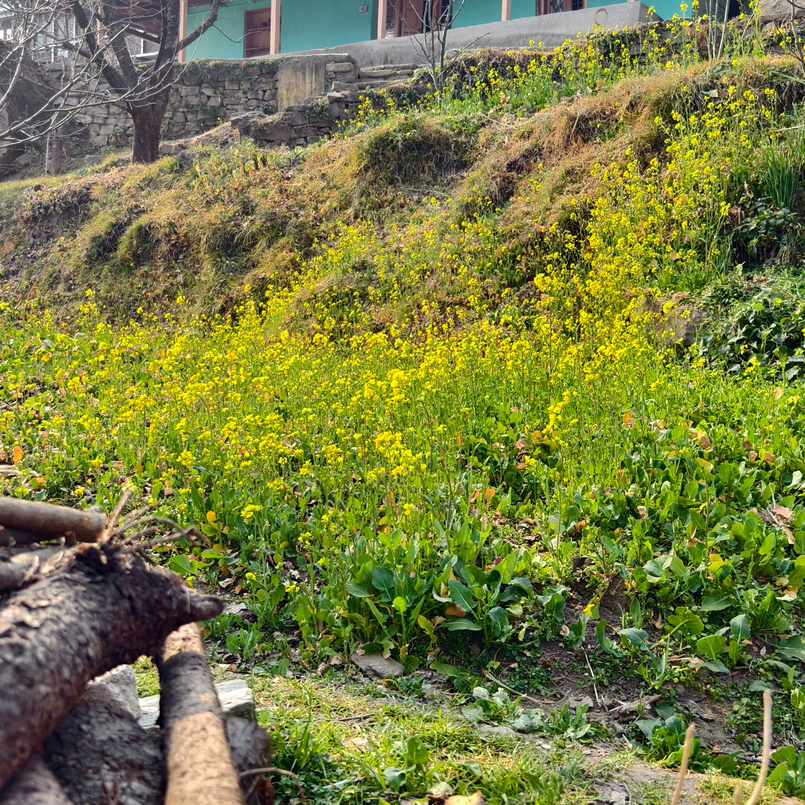 Путешествие в Долину Богов — Манали. Айгуль Лотфуллина. #АйгульТВ. Фотограф в Адлере и Сочи, Красной Поляне