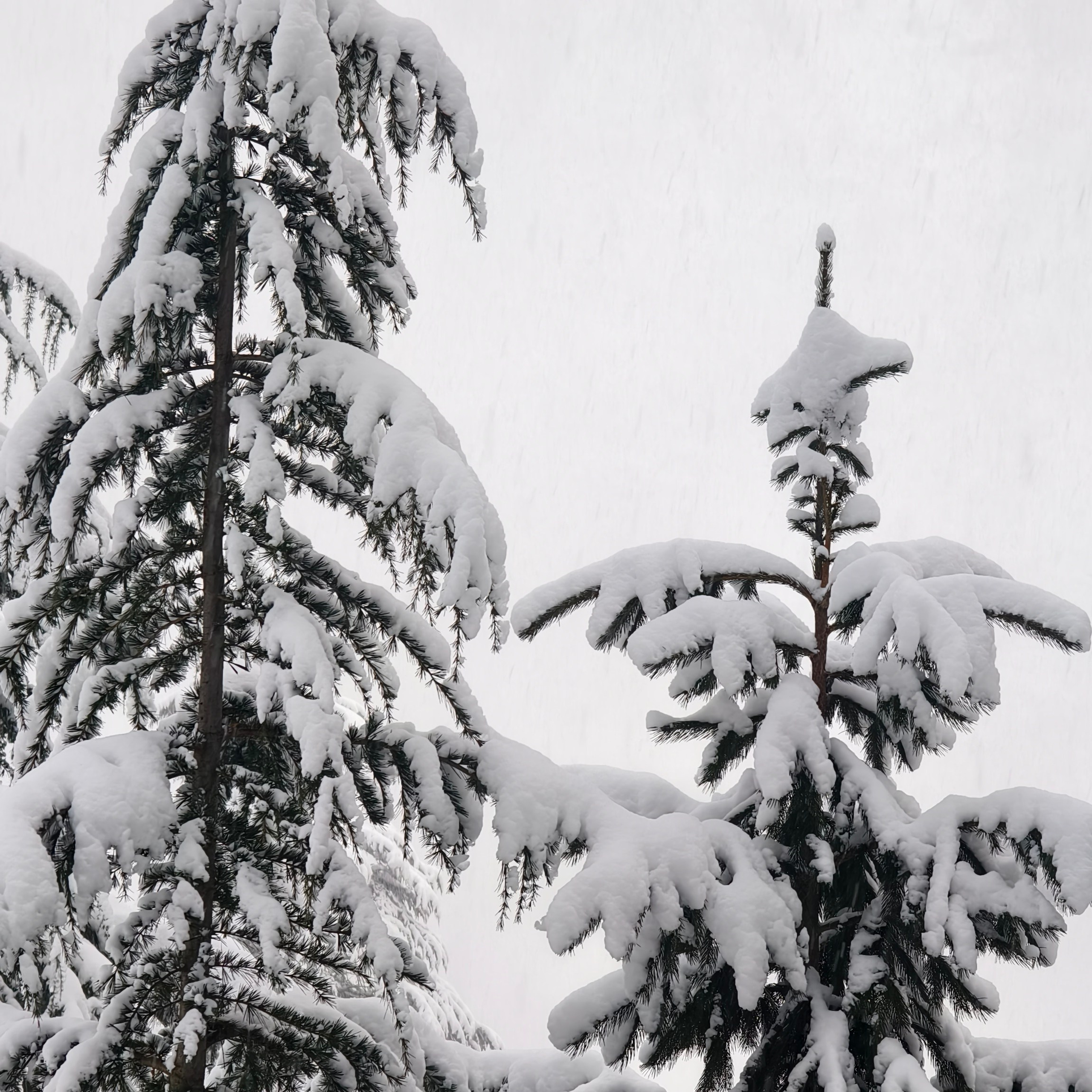Путешествие в Долину Богов — Манали. Айгуль Лотфуллина. #АйгульТВ. Фотограф в Адлере и Сочи, Красной Поляне