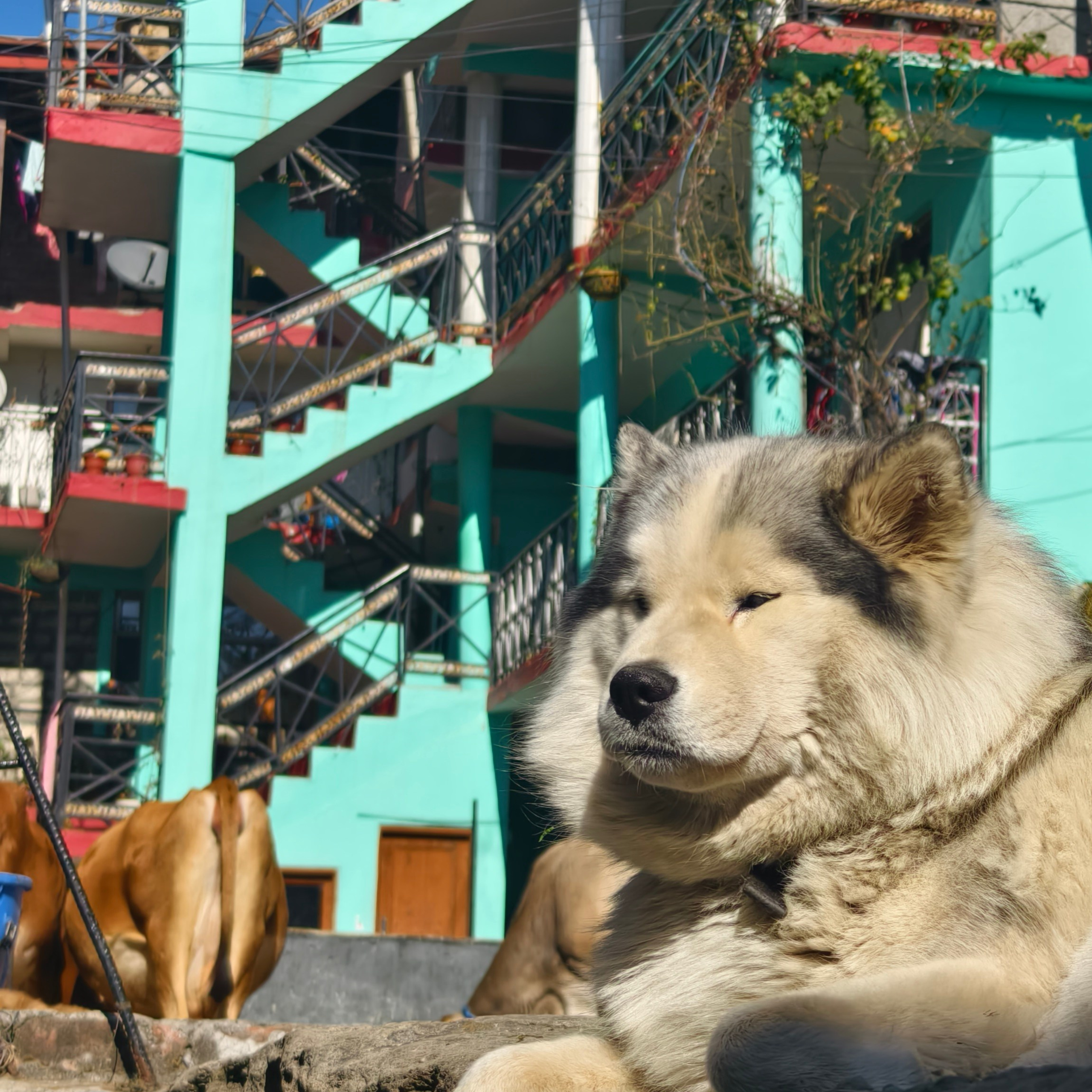 Путешествие в Долину Богов — Манали. Айгуль Лотфуллина. #АйгульТВ. Фотограф в Адлере и Сочи, Красной Поляне