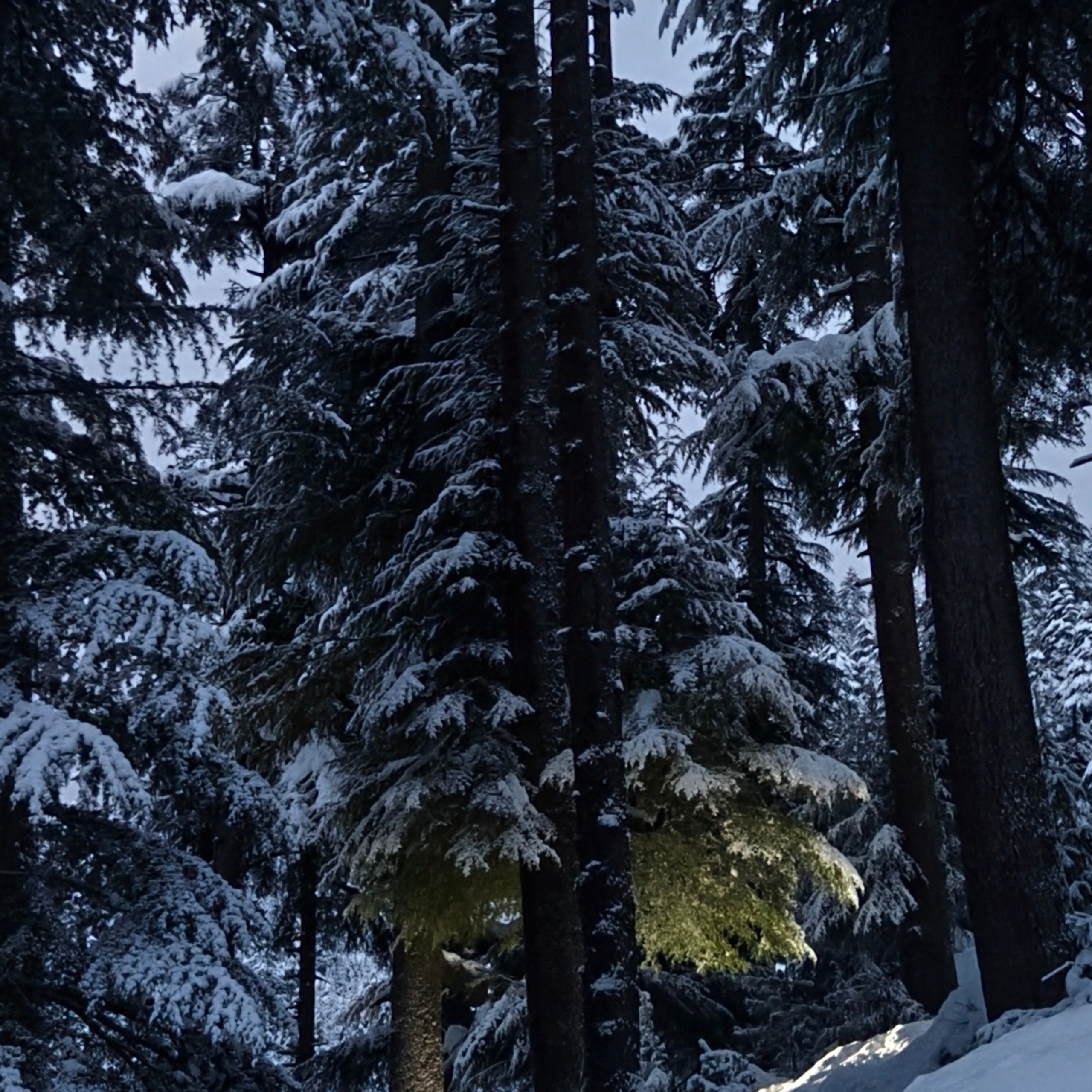 Путешествие в Долину Богов — Манали. Айгуль Лотфуллина. #АйгульТВ. Фотограф в Адлере и Сочи, Красной Поляне