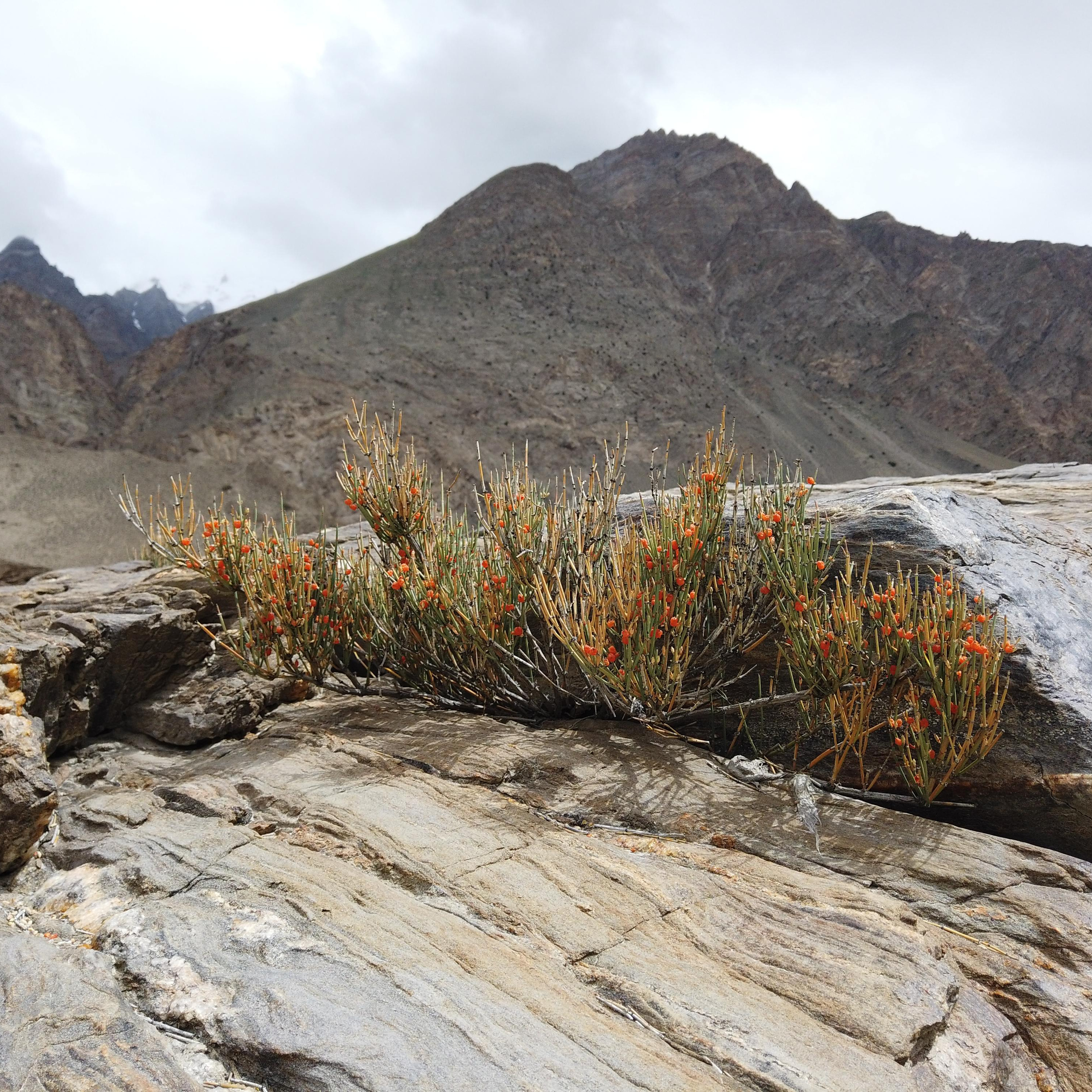 Пакистан 2019, путевые заметки, Лотфуллина Айгуль. Айгуль Лотфуллина. #АйгульТВ. Фотограф в Адлере и Сочи, Красной Поляне