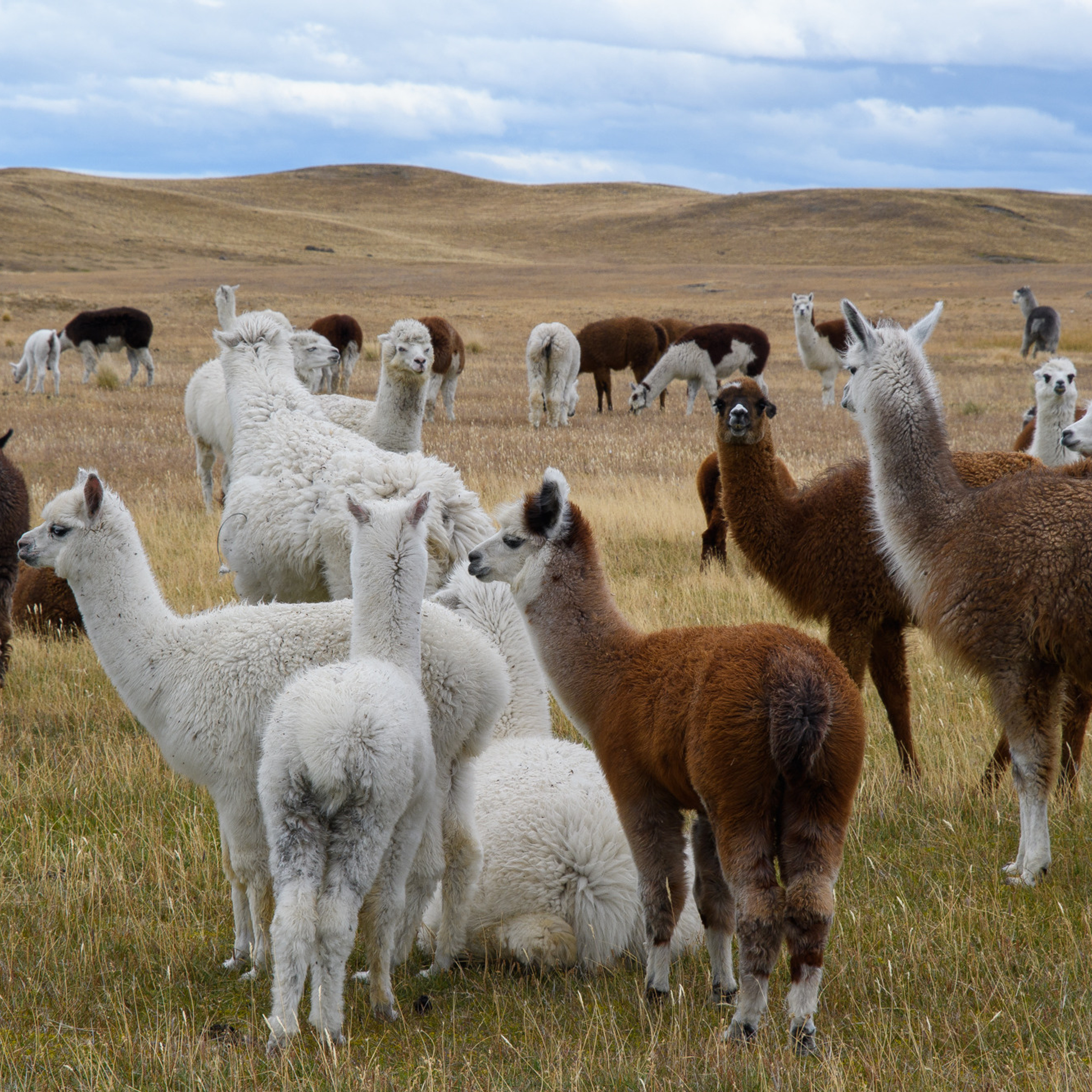 Патагония 2019. Айгуль Лотфуллина. #АйгульТВ. Фотограф в Адлере и Сочи, Красной Поляне