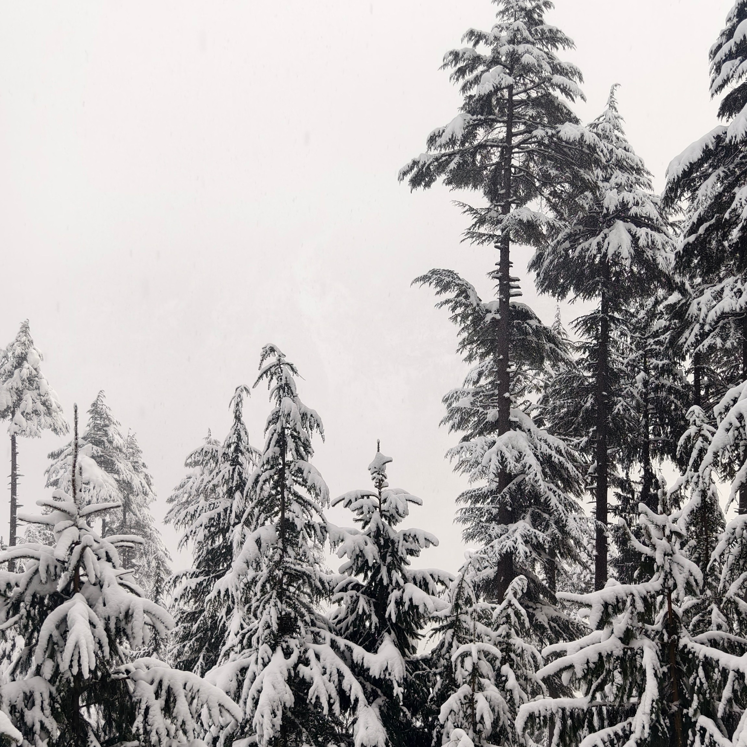 Путешествие в Долину Богов — Манали. Айгуль Лотфуллина. #АйгульТВ. Фотограф в Адлере и Сочи, Красной Поляне