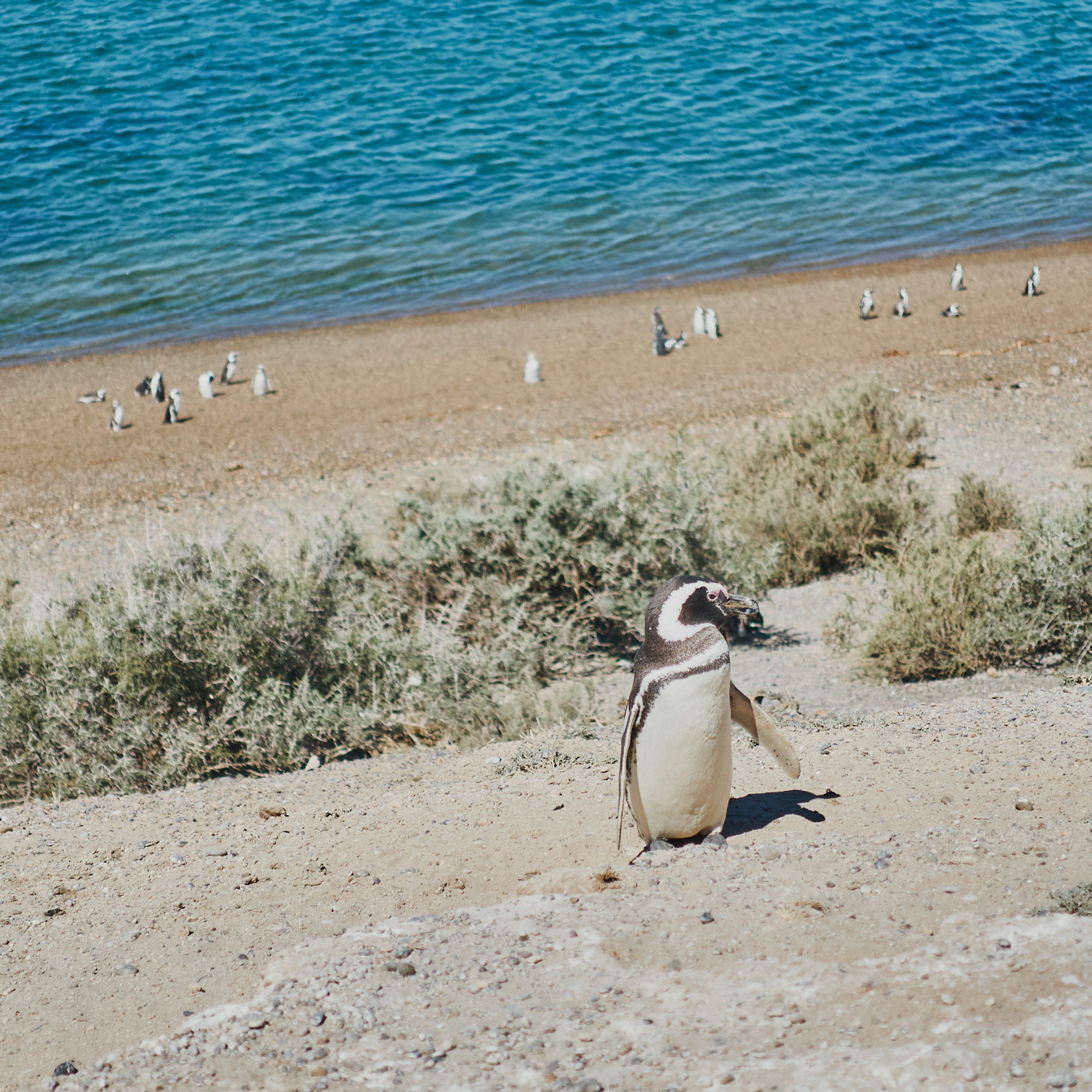 Патагония 2019. Айгуль Лотфуллина. #АйгульТВ. Фотограф в Адлере и Сочи, Красной Поляне