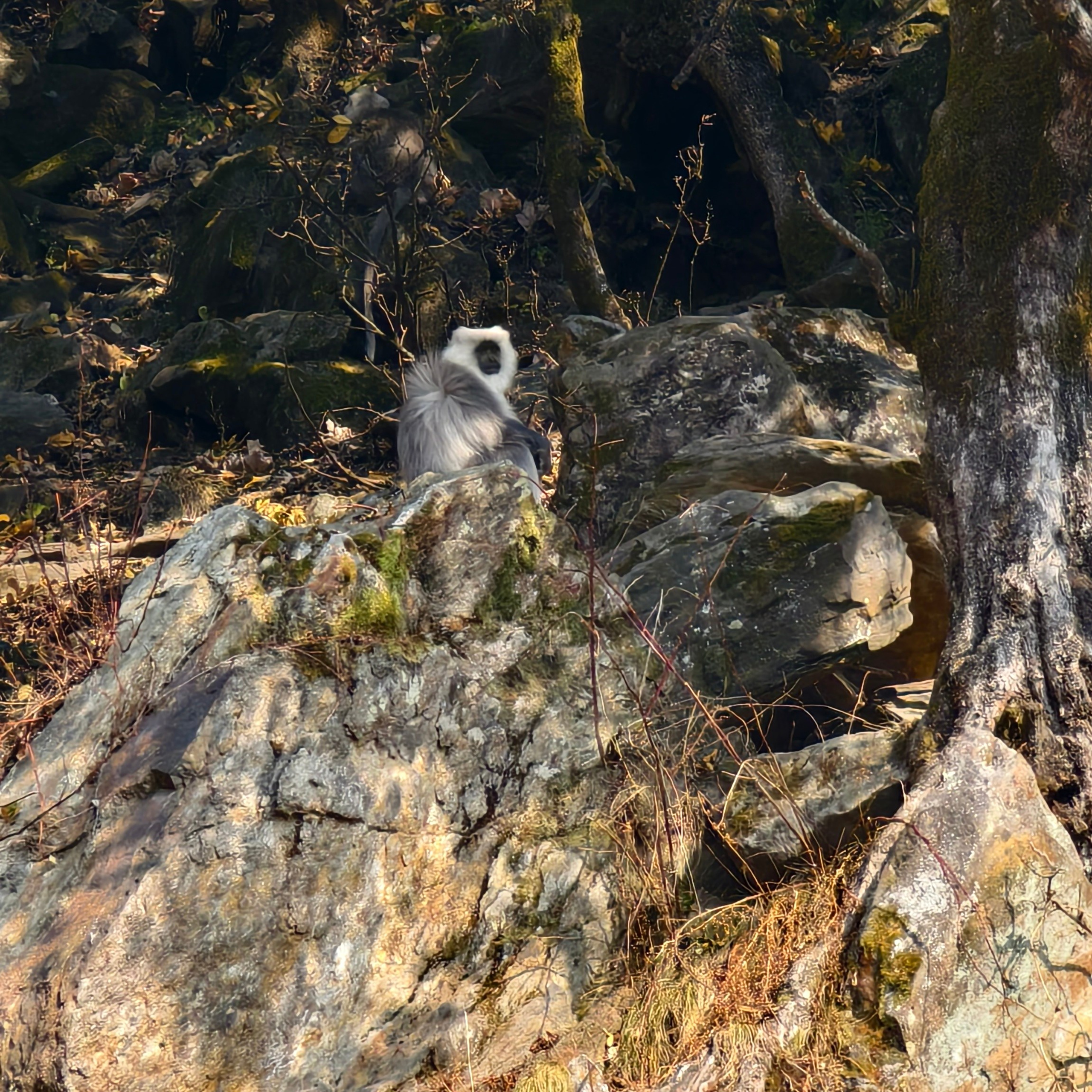Путешествие в Долину Богов — Манали. Айгуль Лотфуллина. #АйгульТВ. Фотограф в Адлере и Сочи, Красной Поляне