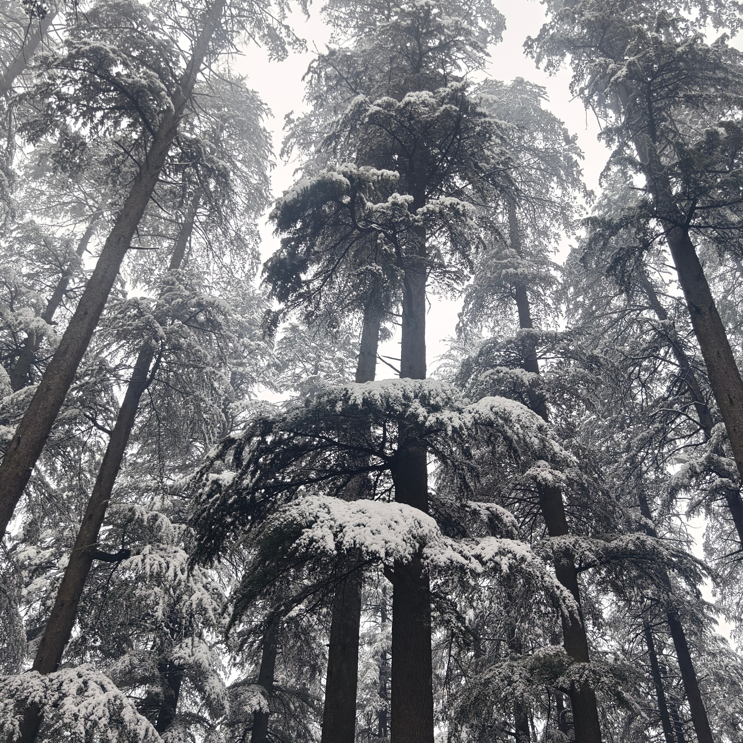 Путешествие в Долину Богов — Манали. Айгуль Лотфуллина. #АйгульТВ. Фотограф в Адлере и Сочи, Красной Поляне