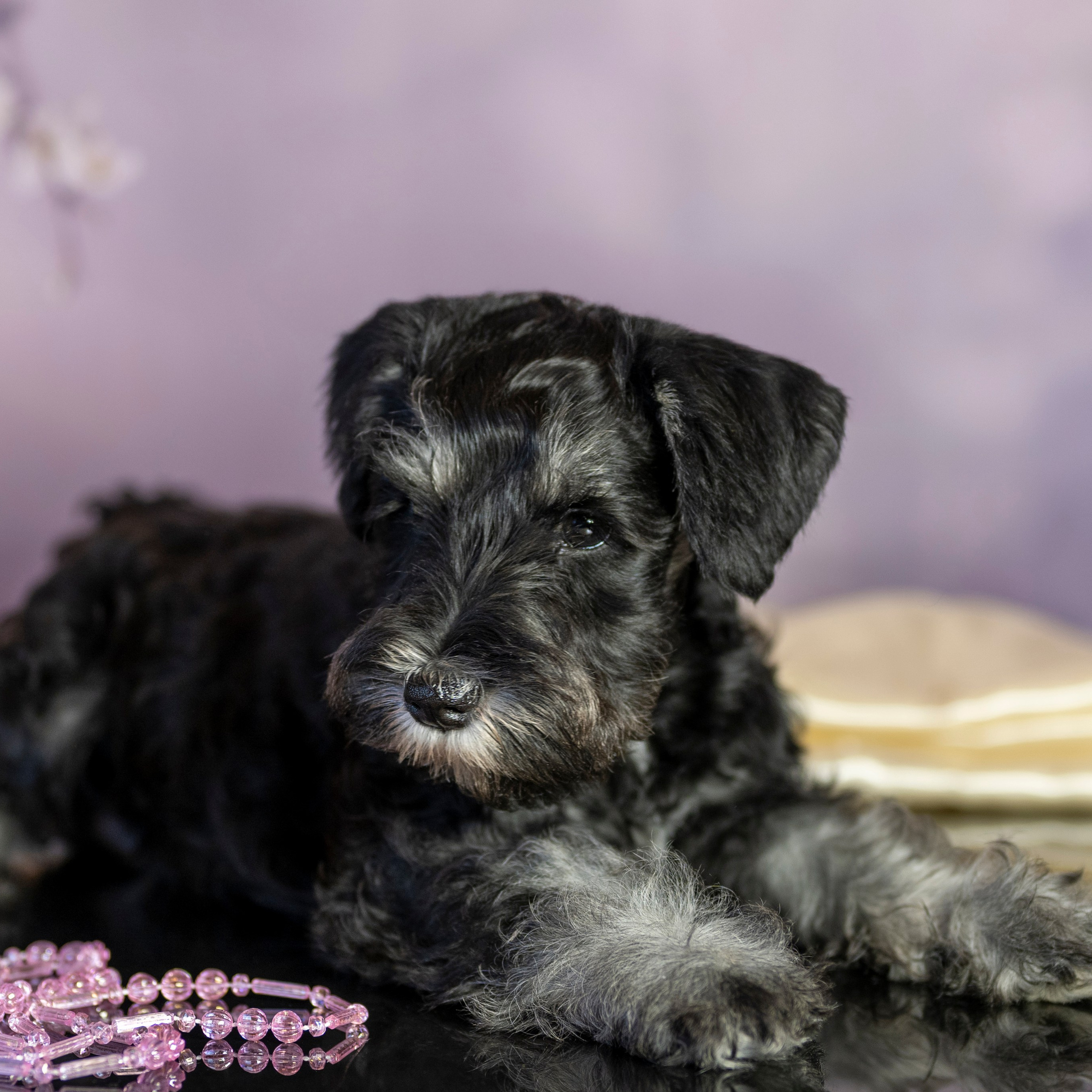 Маленькие цверги