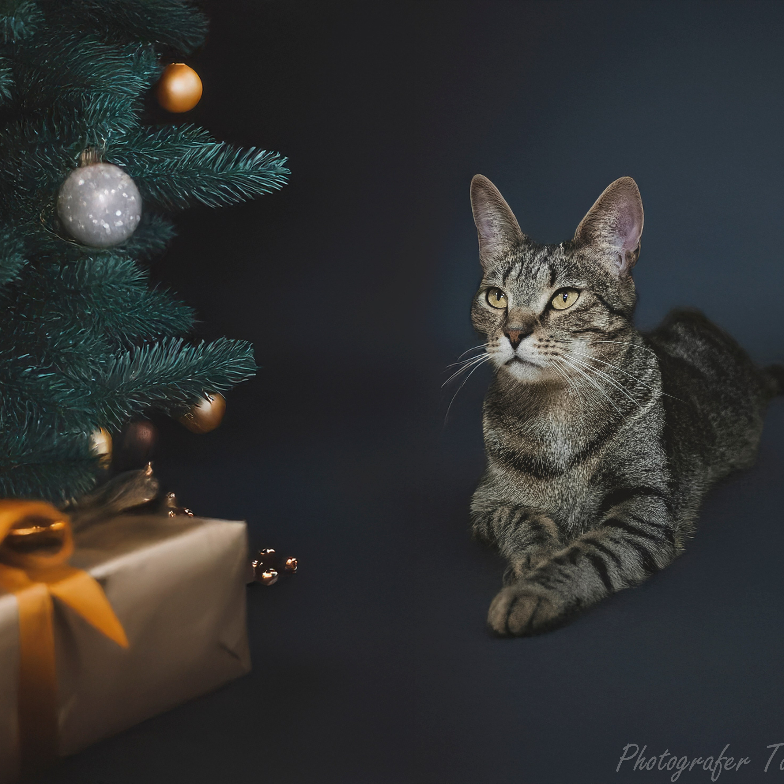 Передержка