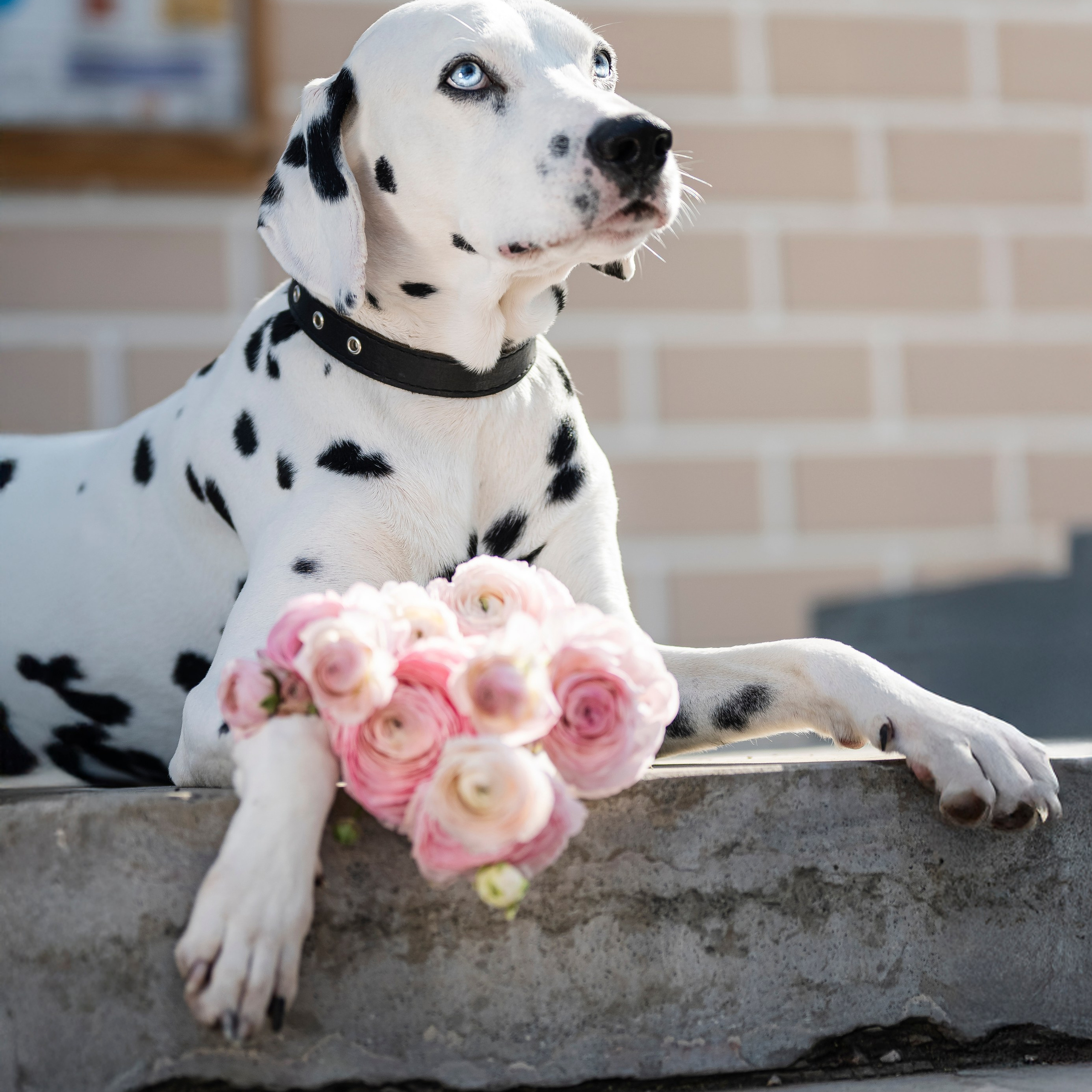 DOGIGO на прогулке