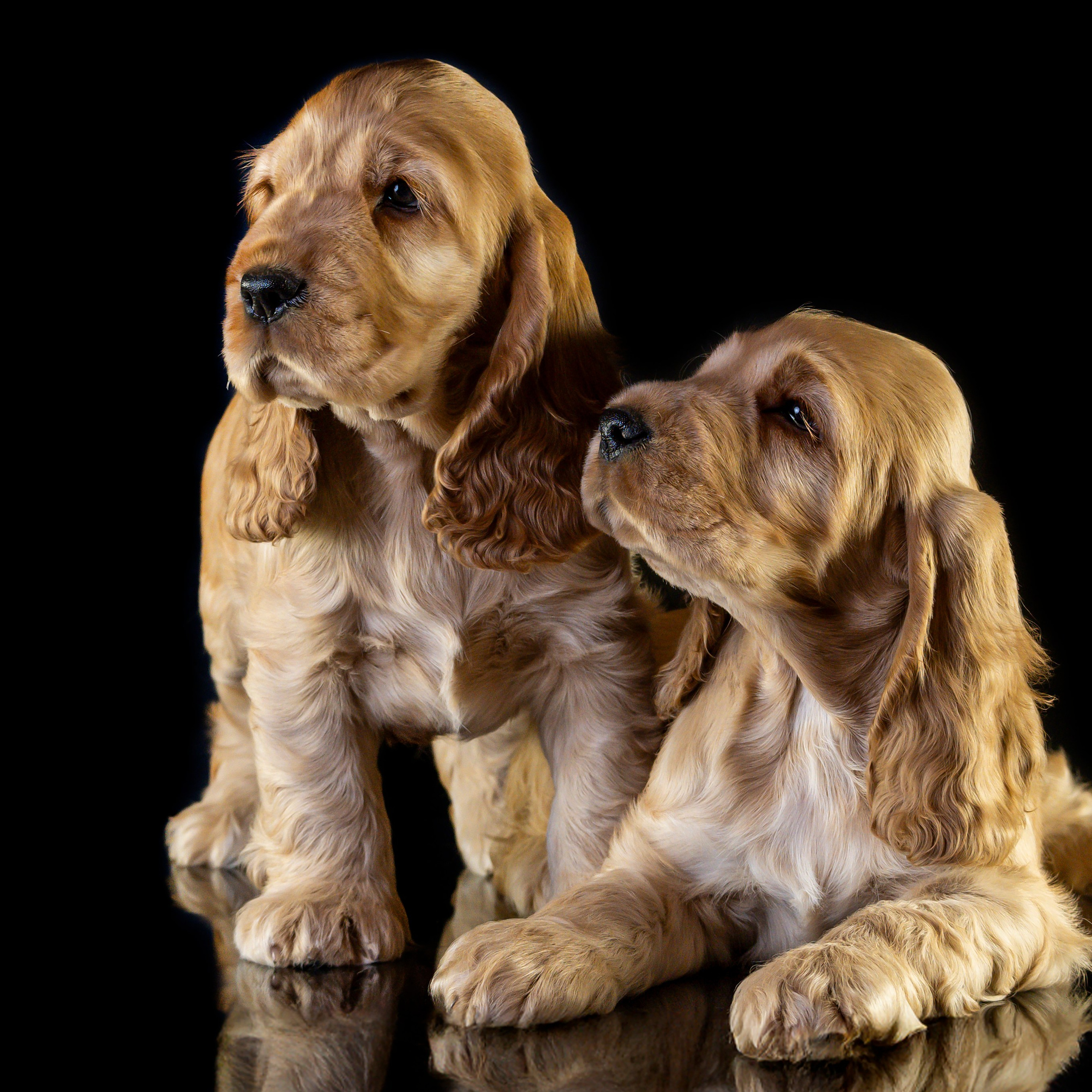 Щенки спаниеля