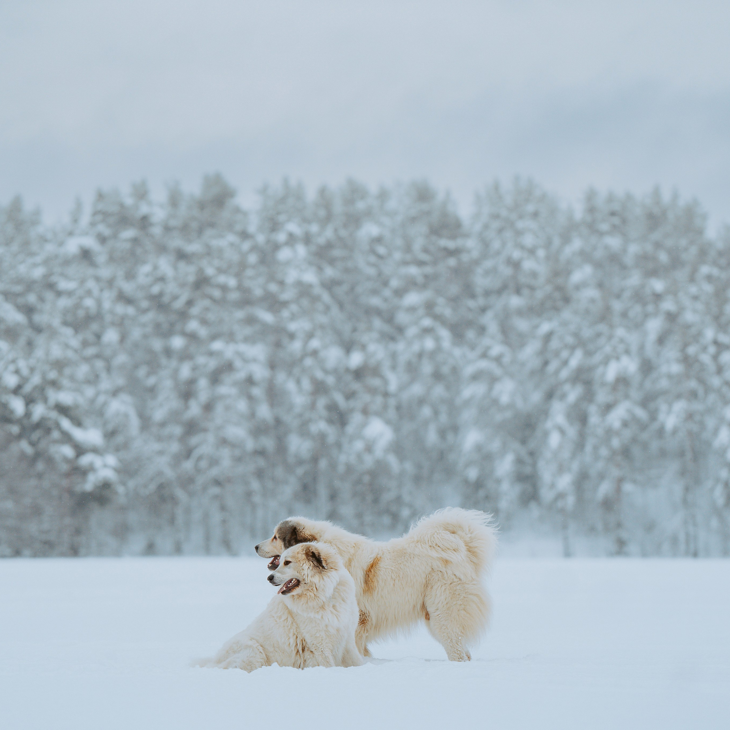 Гермес и Мишель