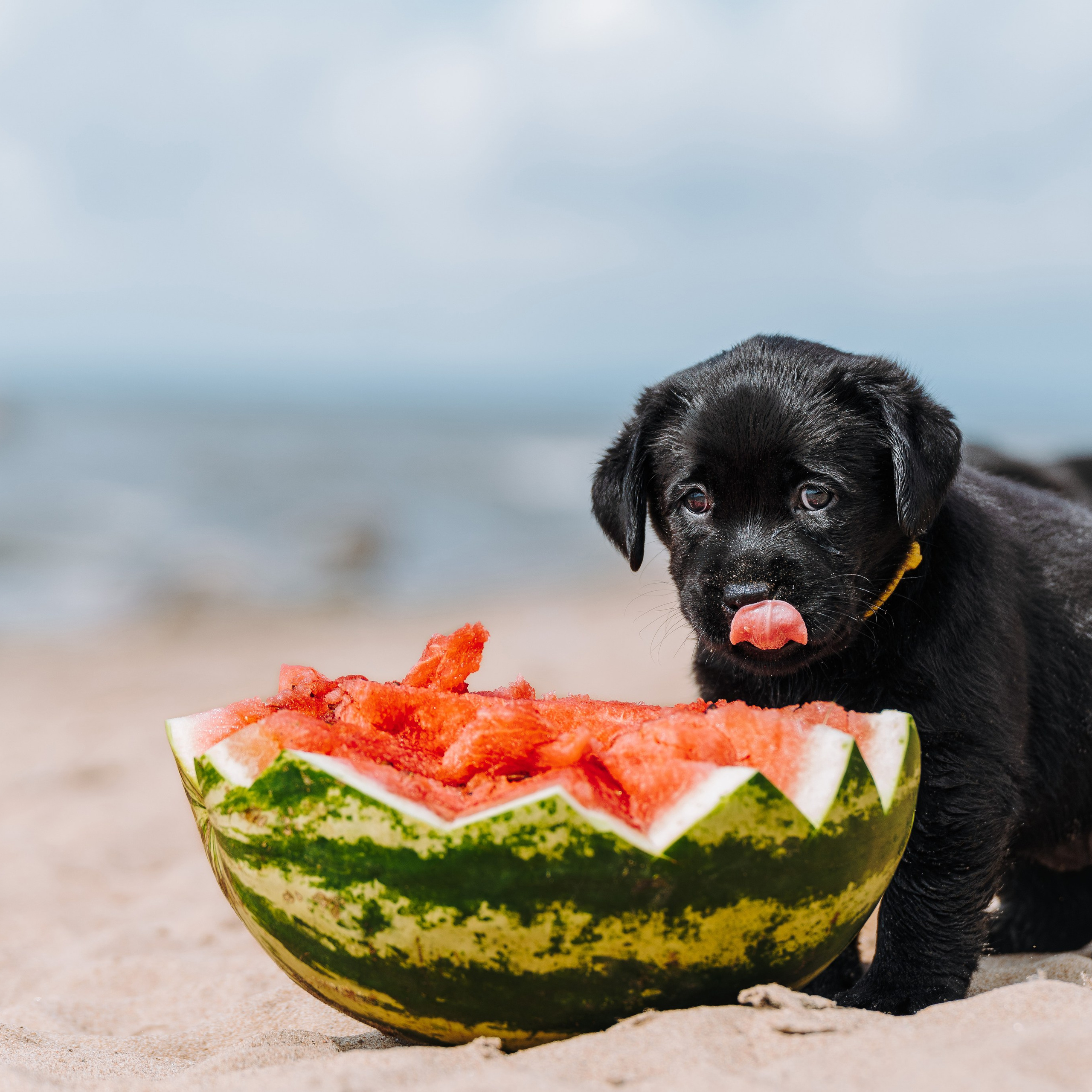 Лабрадорчики на пляже