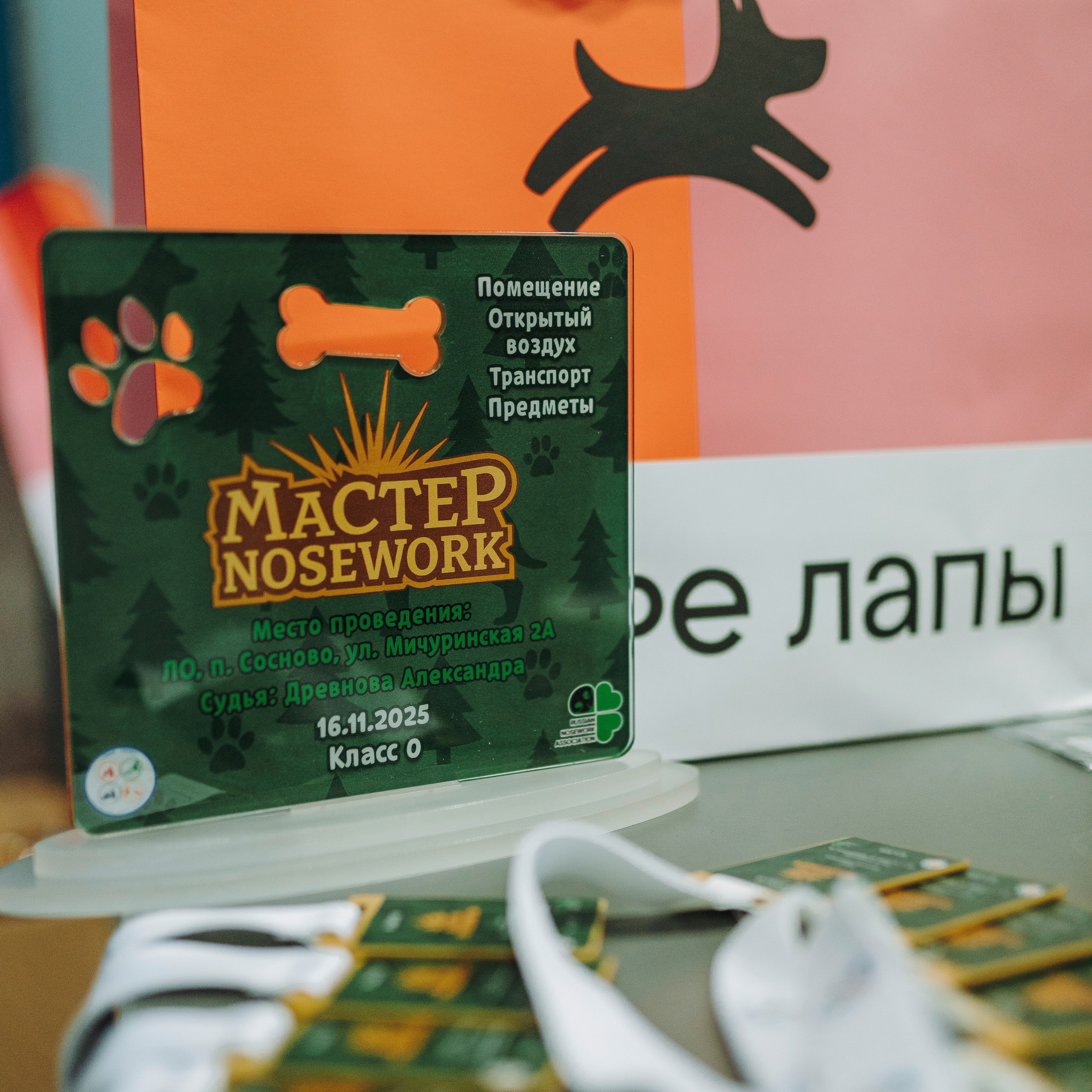 Отзывы о работе фотографа анималиста Спб. Фотограф анималист в Спб недорого Олеся Майорова