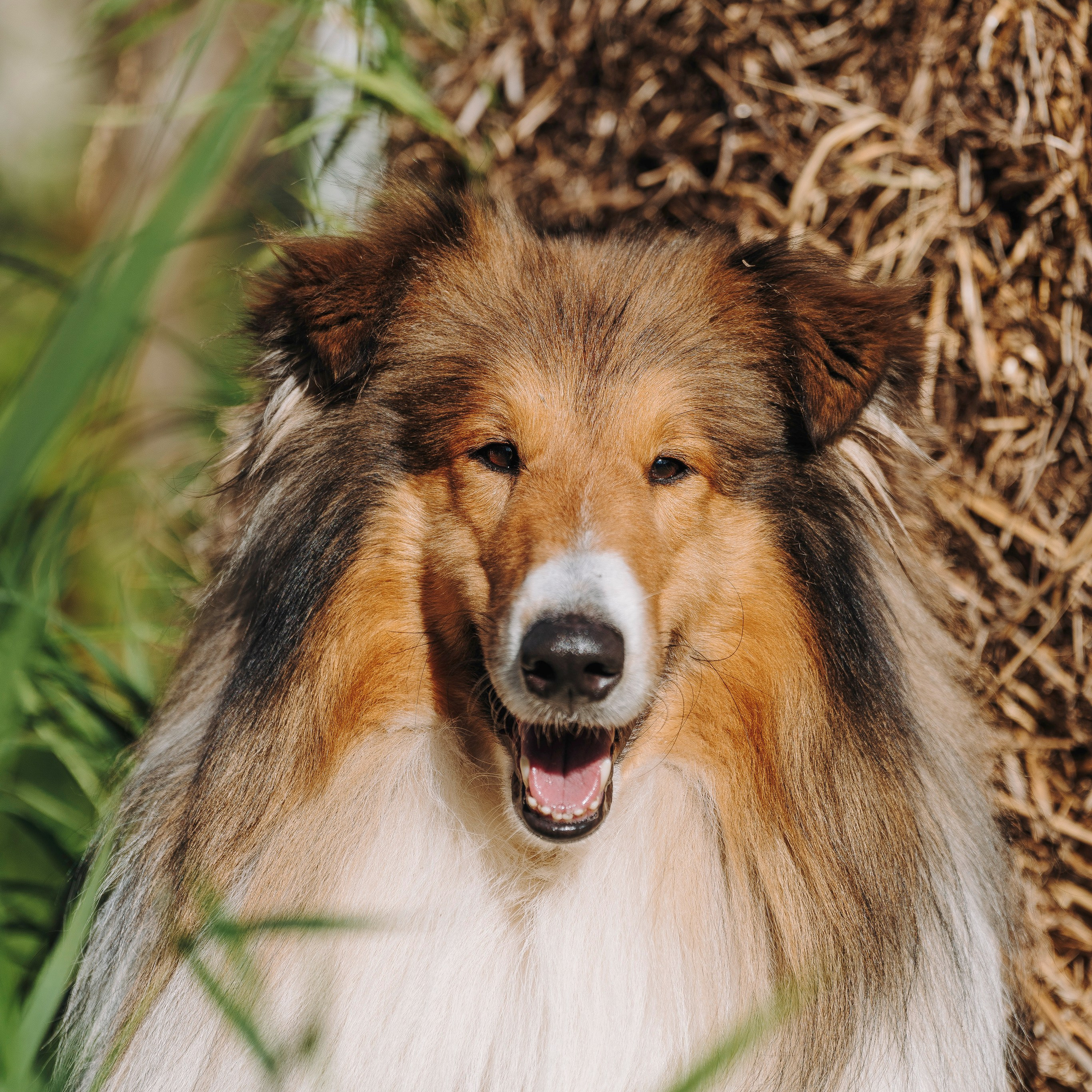 Отзывы о работе фотографа анималиста Спб. Фотограф анималист в Спб недорого Олеся Майорова