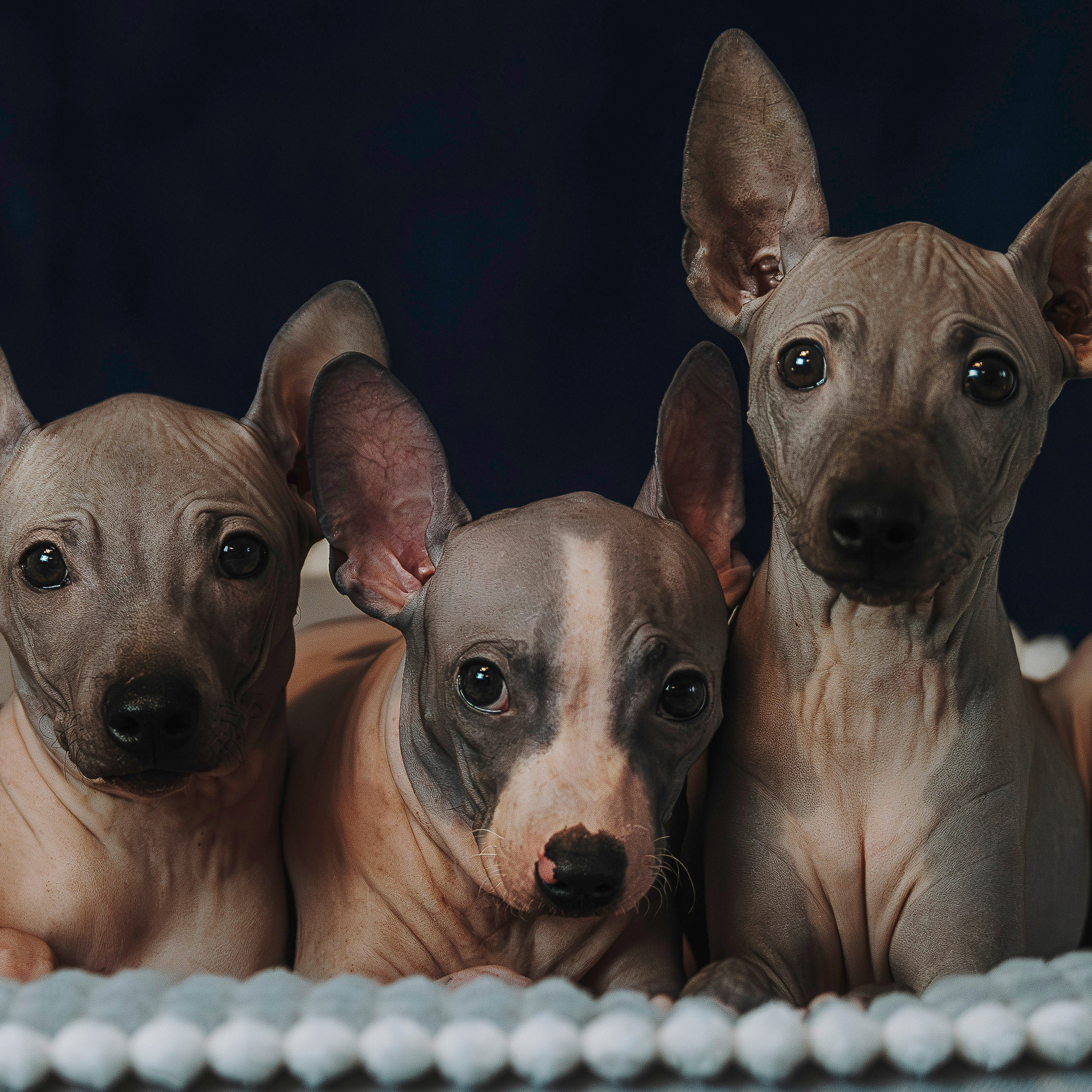 Малыши американского голого терьера