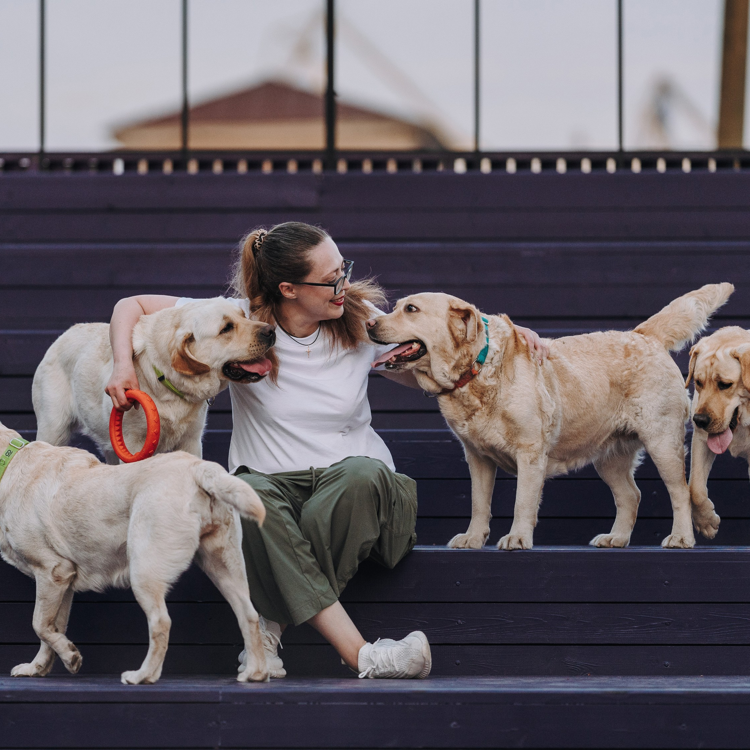 Лабрадоры IRISLAV