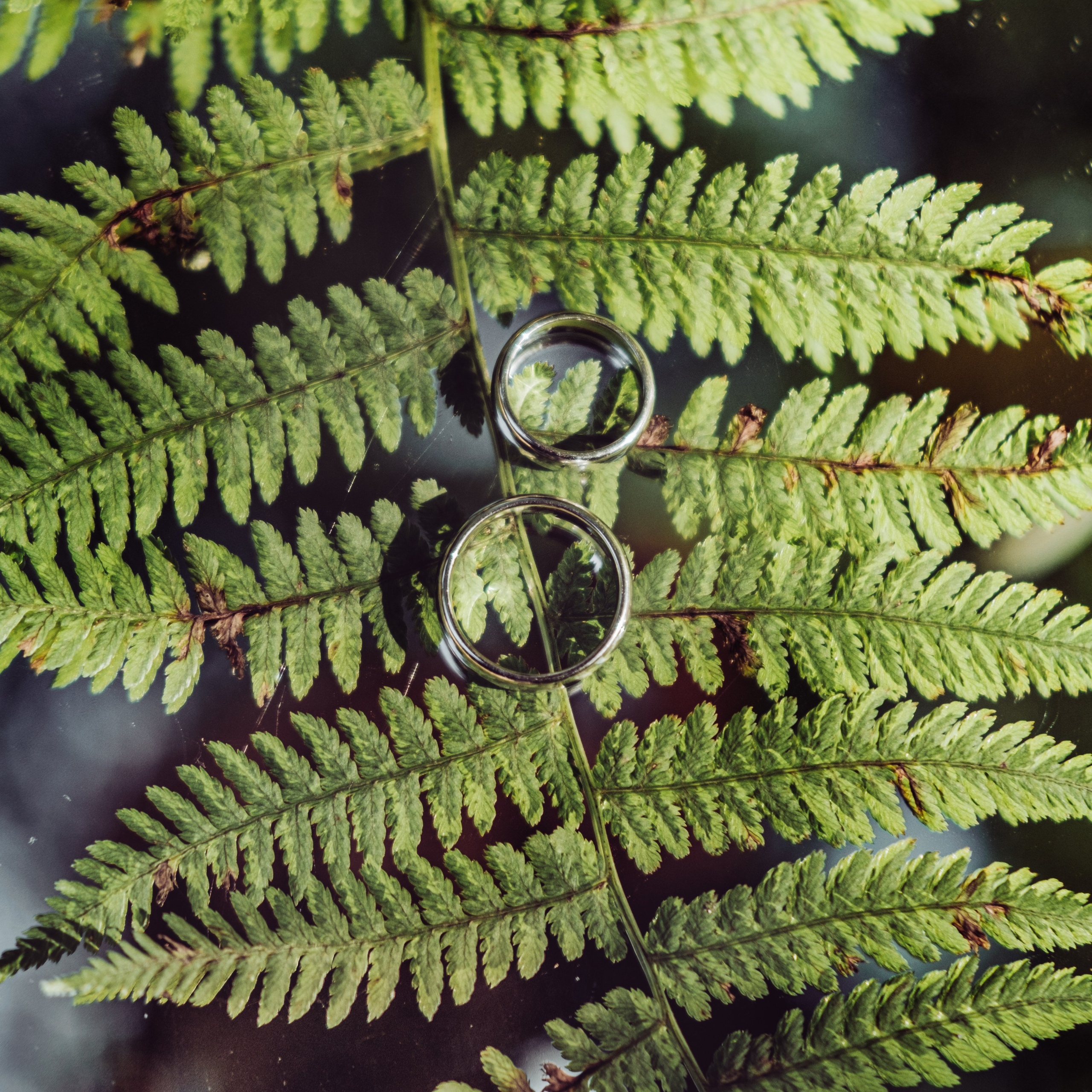 Кот и Дракон