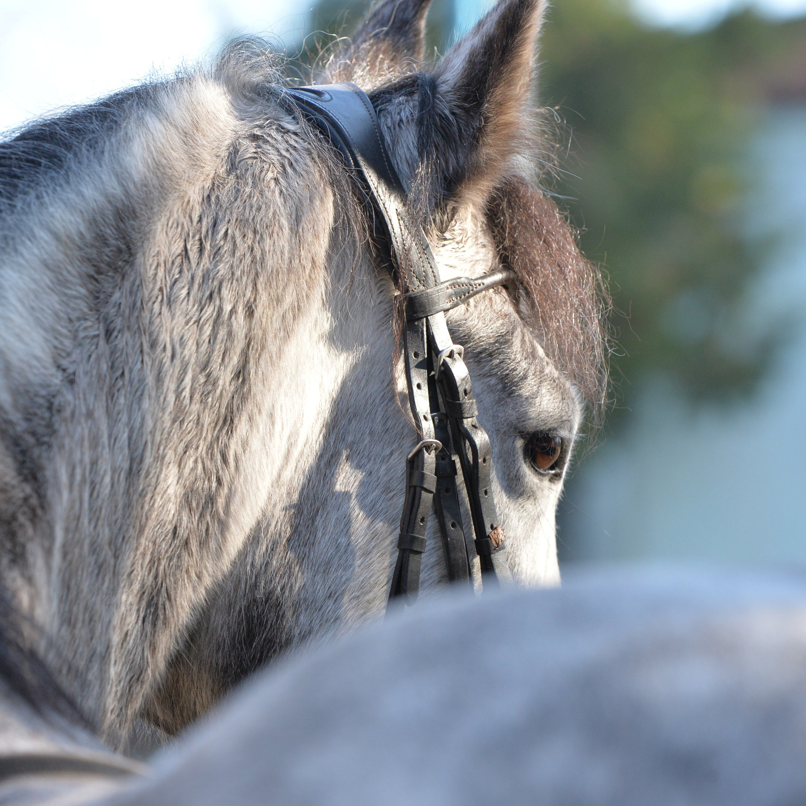 Отзывы клиентов. Конный портретный фотограф Наталья Шелест