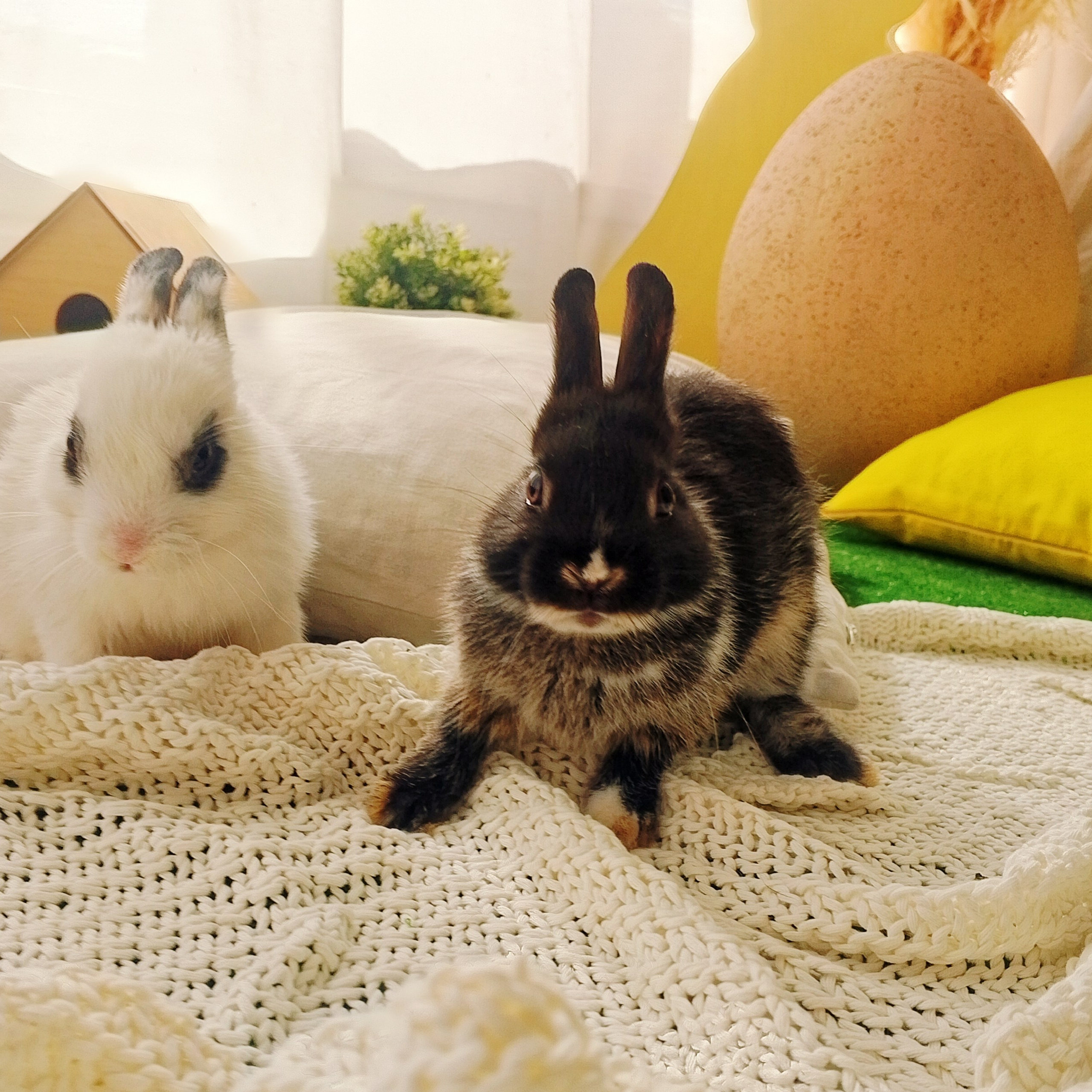 Новогодняя фотосессия. Самоед Новосибирск