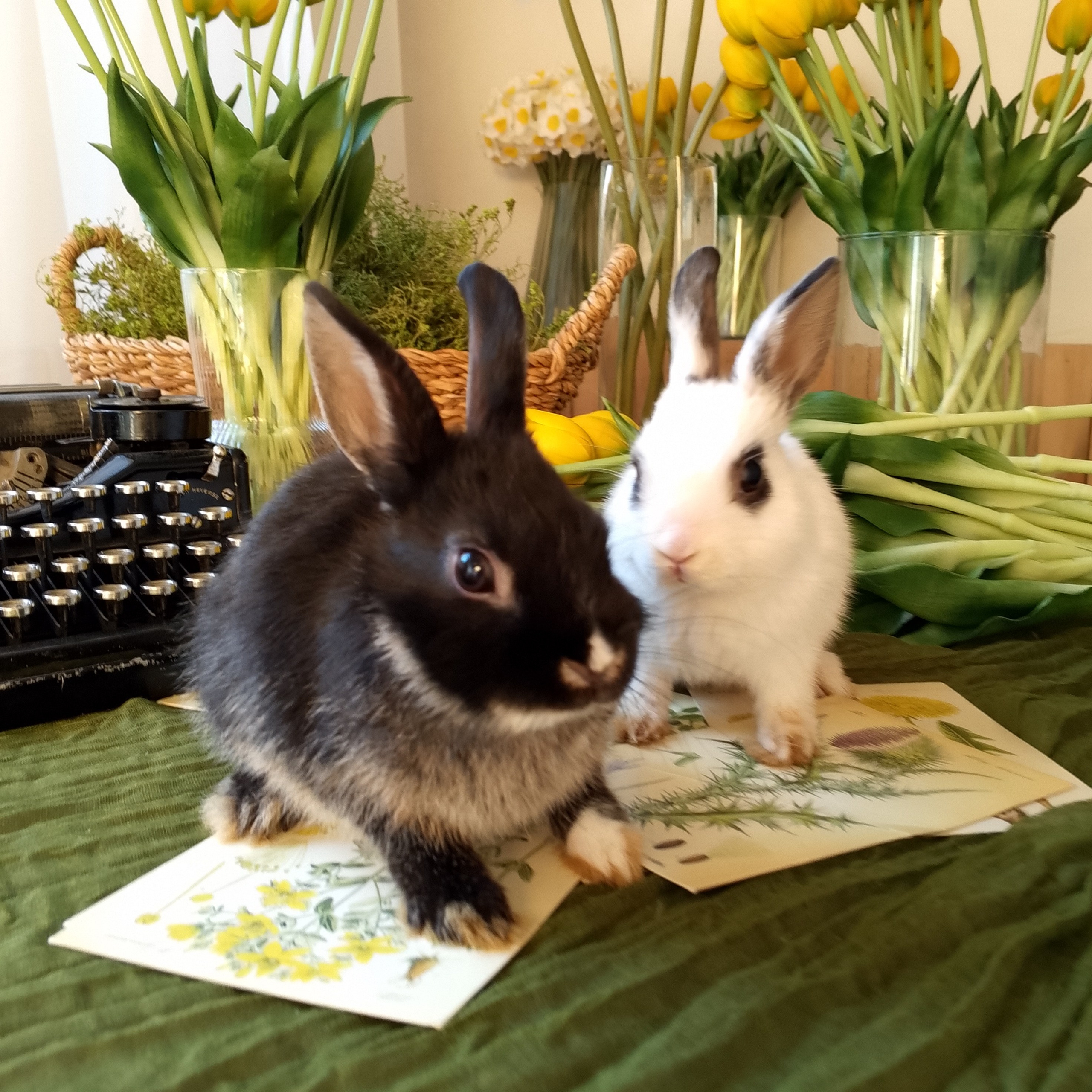 Декоративные кролики