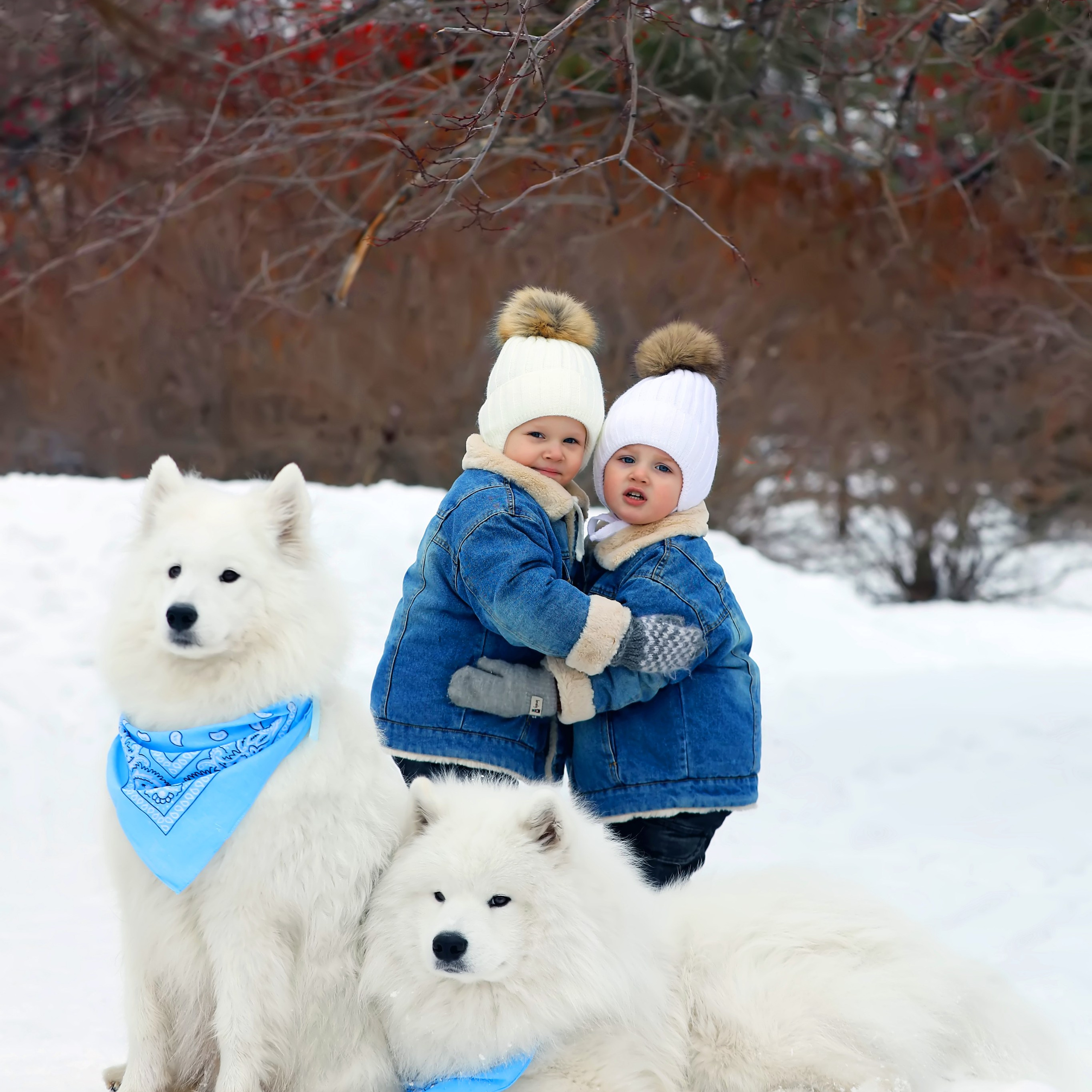 Новогодняя фотосессия. Самоед Новосибирск