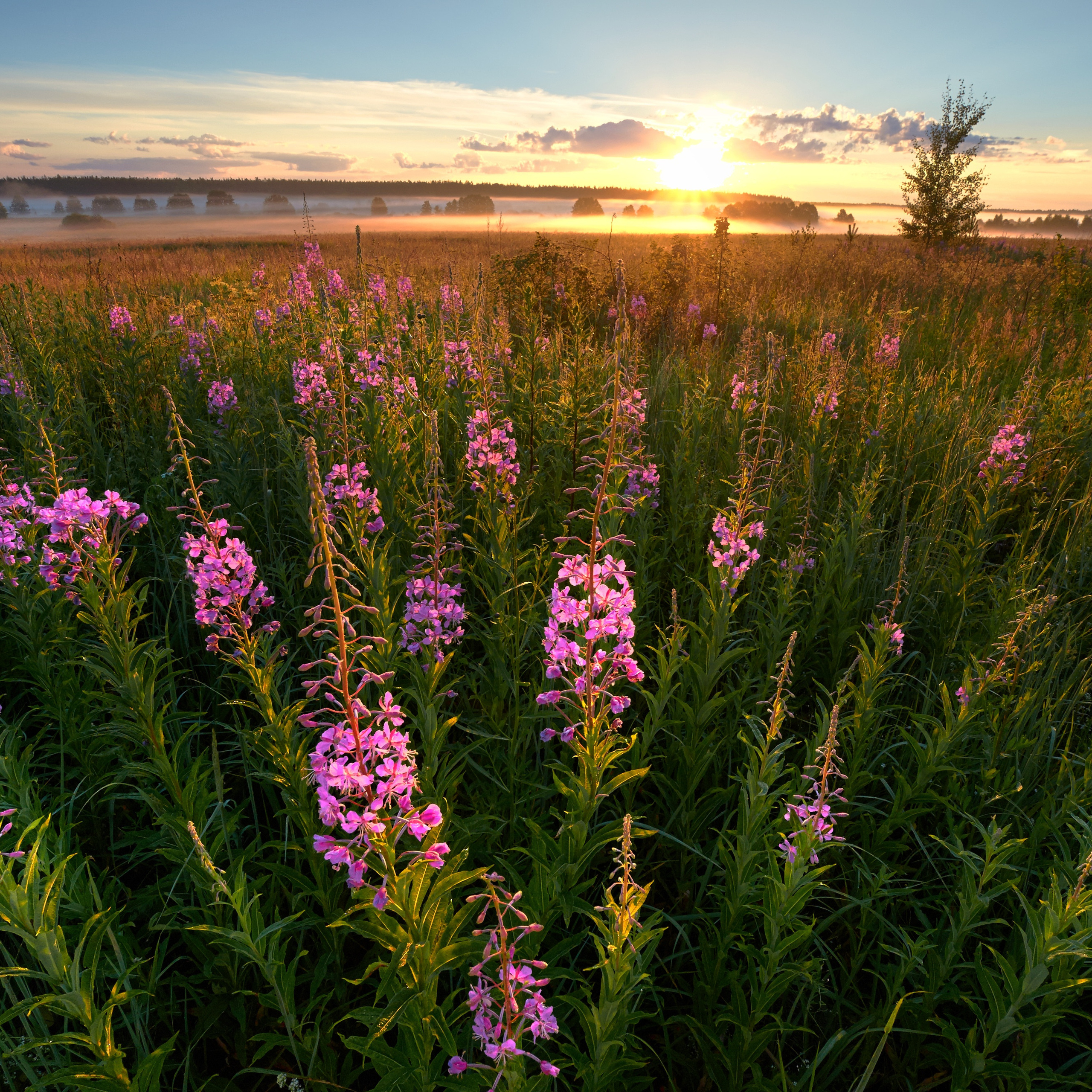 Landscapes and Macro