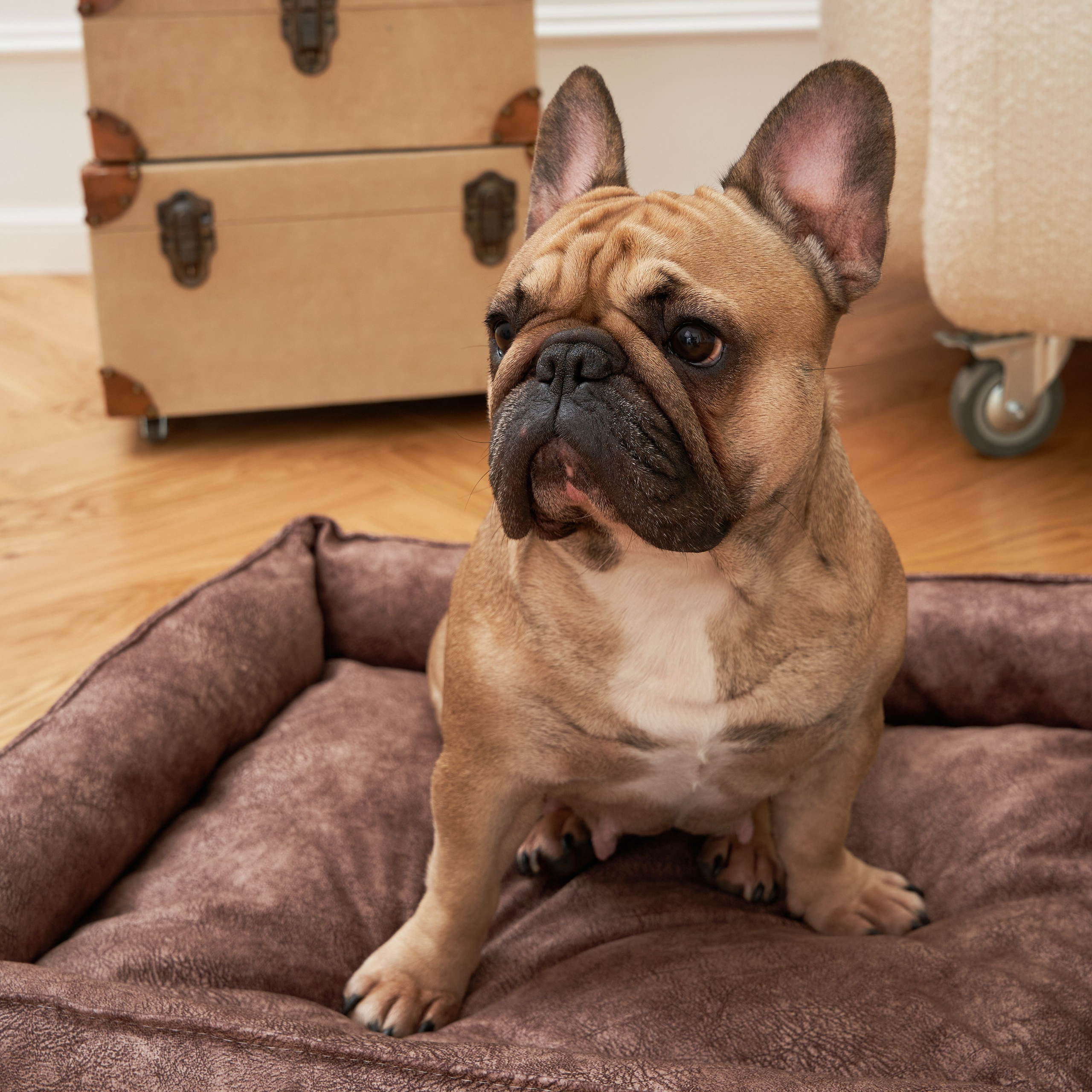 Французский Бульдог — Банутти Краля Фортуна Дог | id 26706