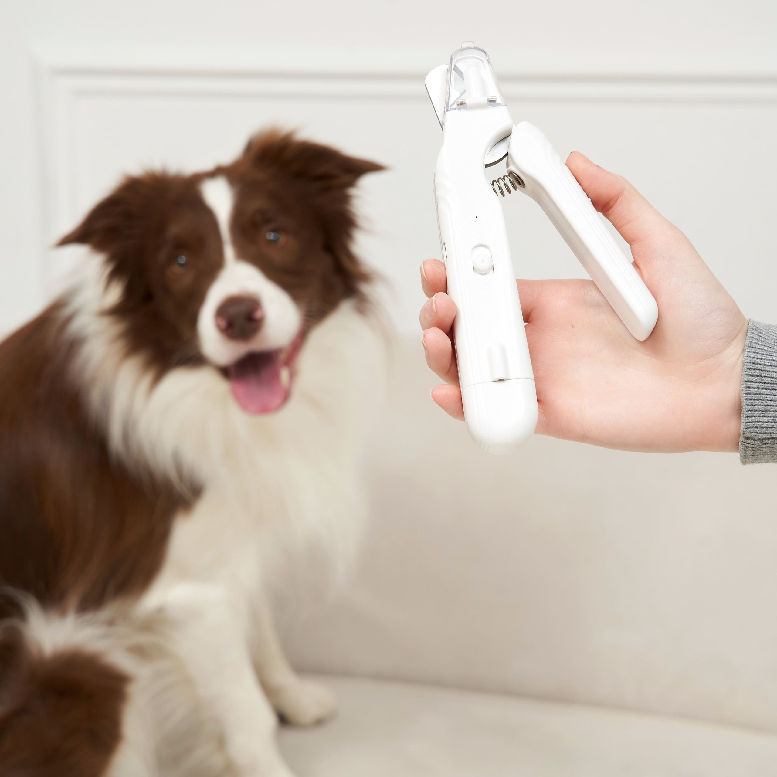 Предметная съёмка Товаров для животных и фото для маркетплейсов