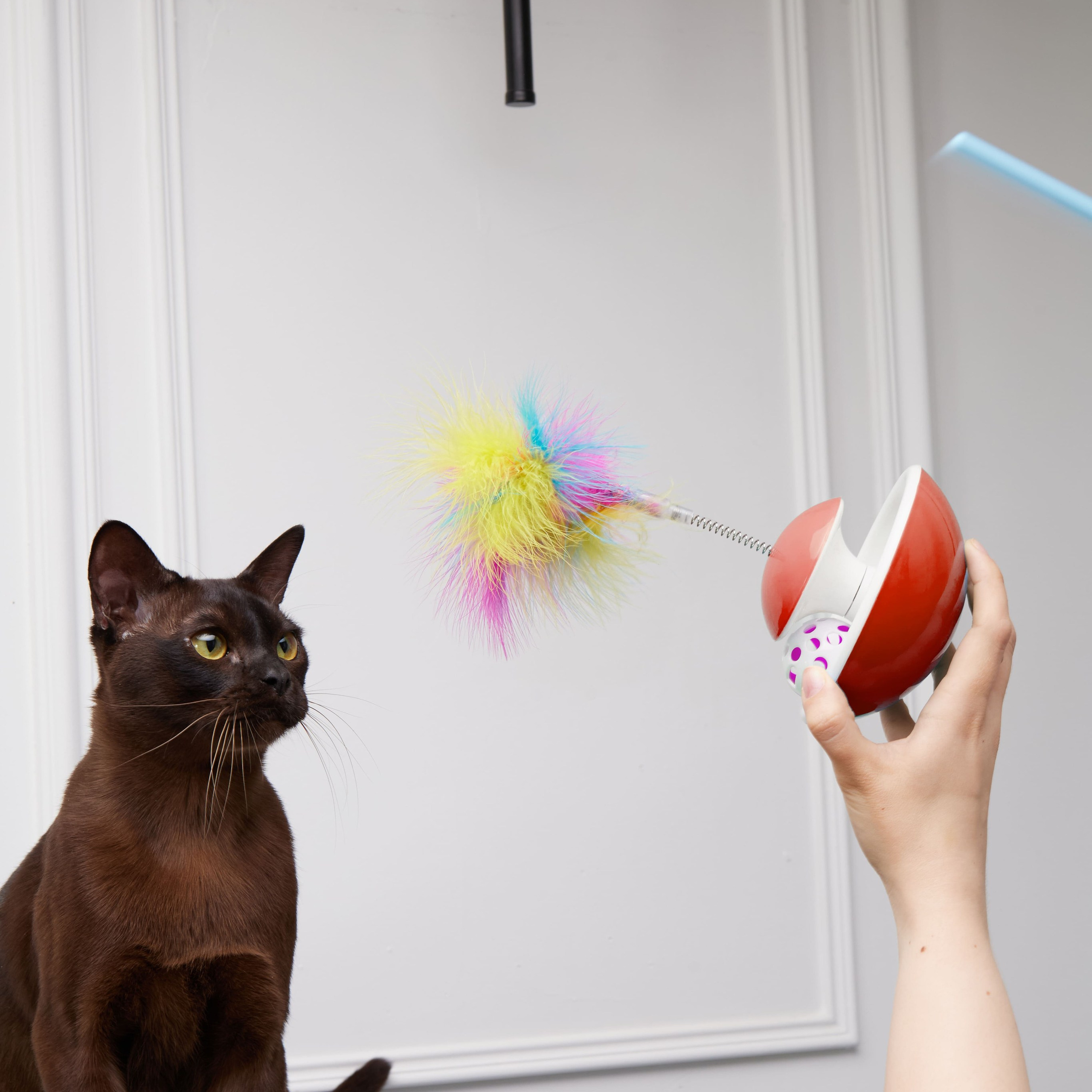 Предметная съёмка Товаров для животных и фото для маркетплейсов