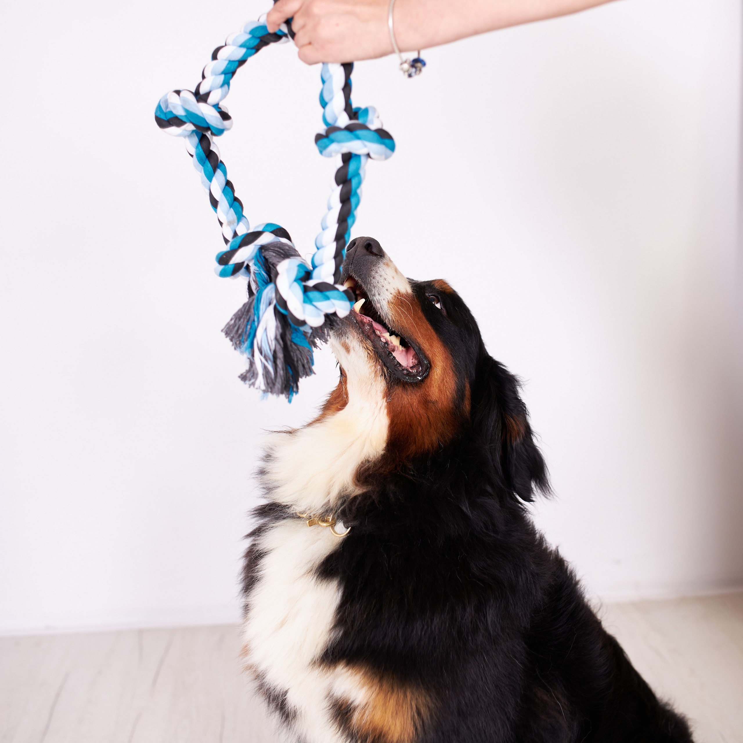 Предметная съёмка товаров для животных, раскрывающая их практическое применение в повседневной жизни.