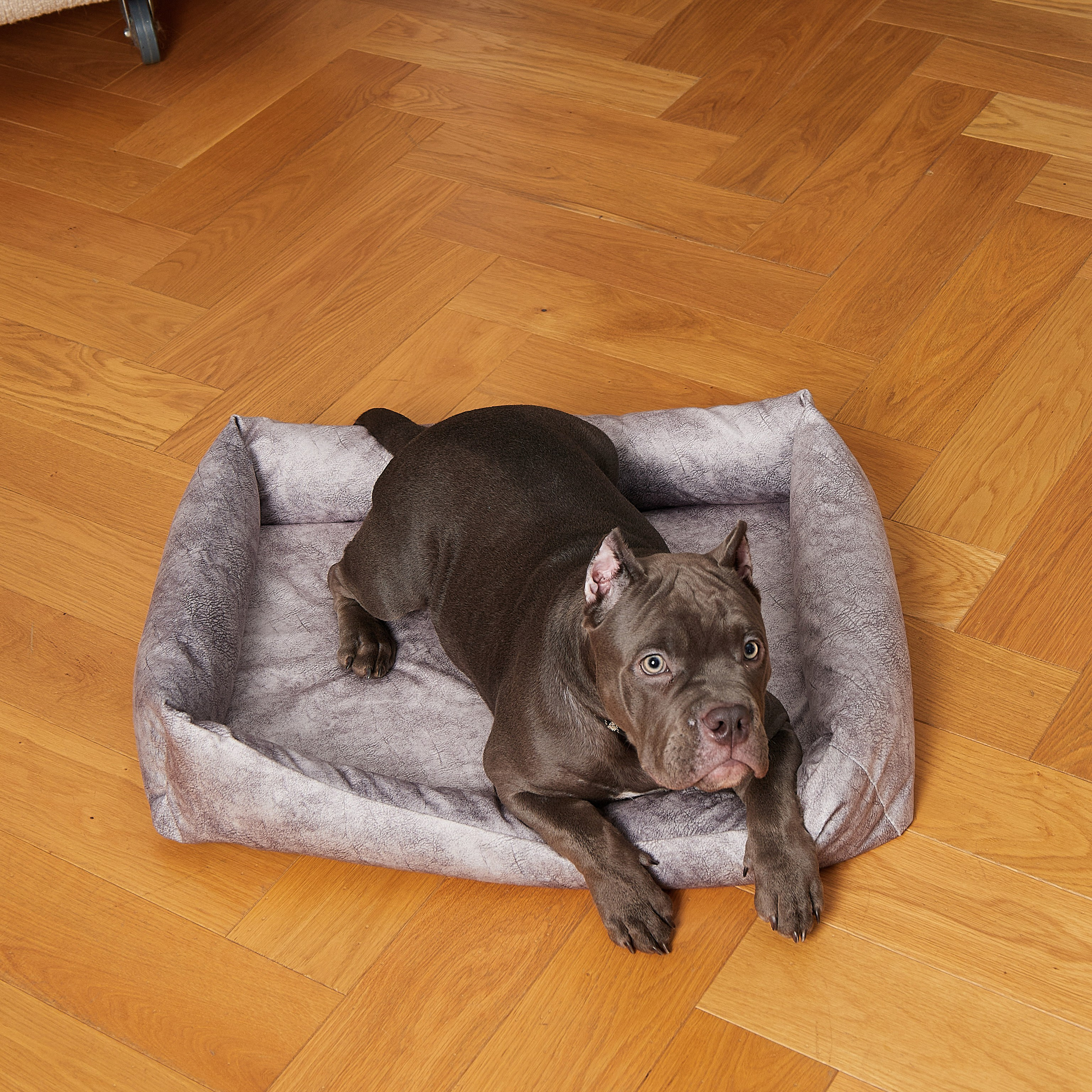 Предметная съёмка Товаров для животных и фото для маркетплейсов