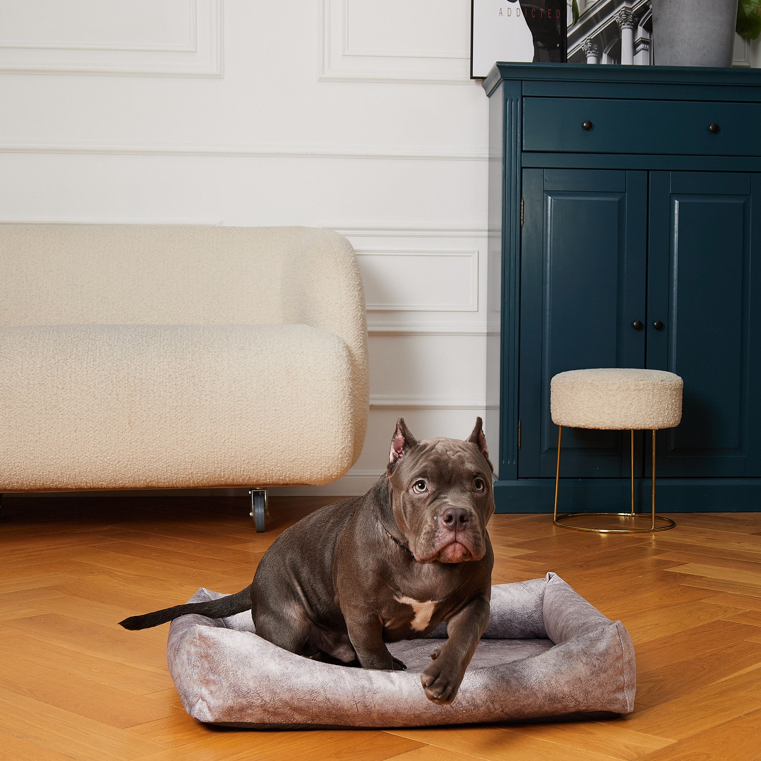 Предметная съёмка Товаров для животных и фото для маркетплейсов