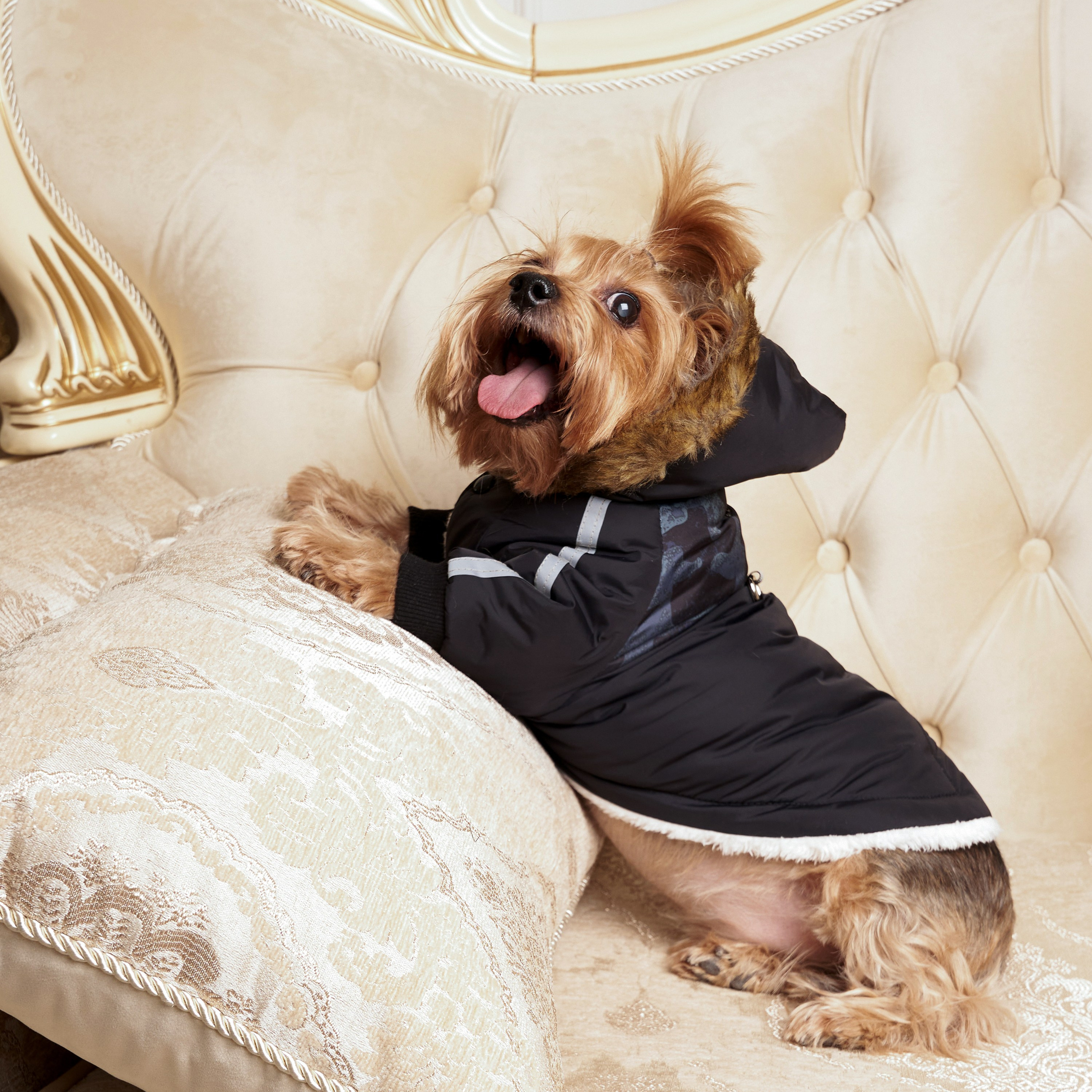 Предметная съемка товаров для животных, показывающая гармонию между стилем и комфортом для питомцев.