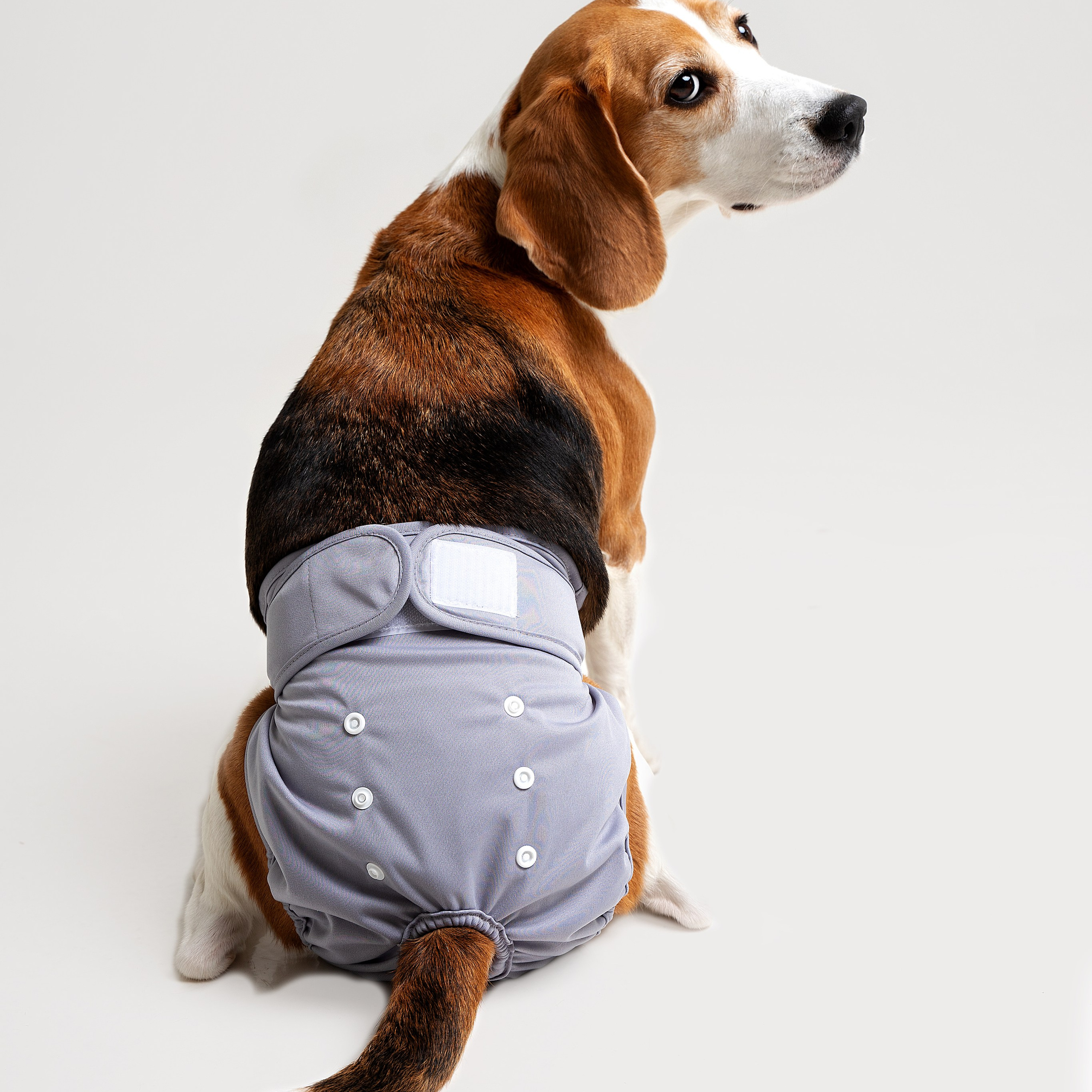 Предметная съёмка Товаров для животных и фото для маркетплейсов