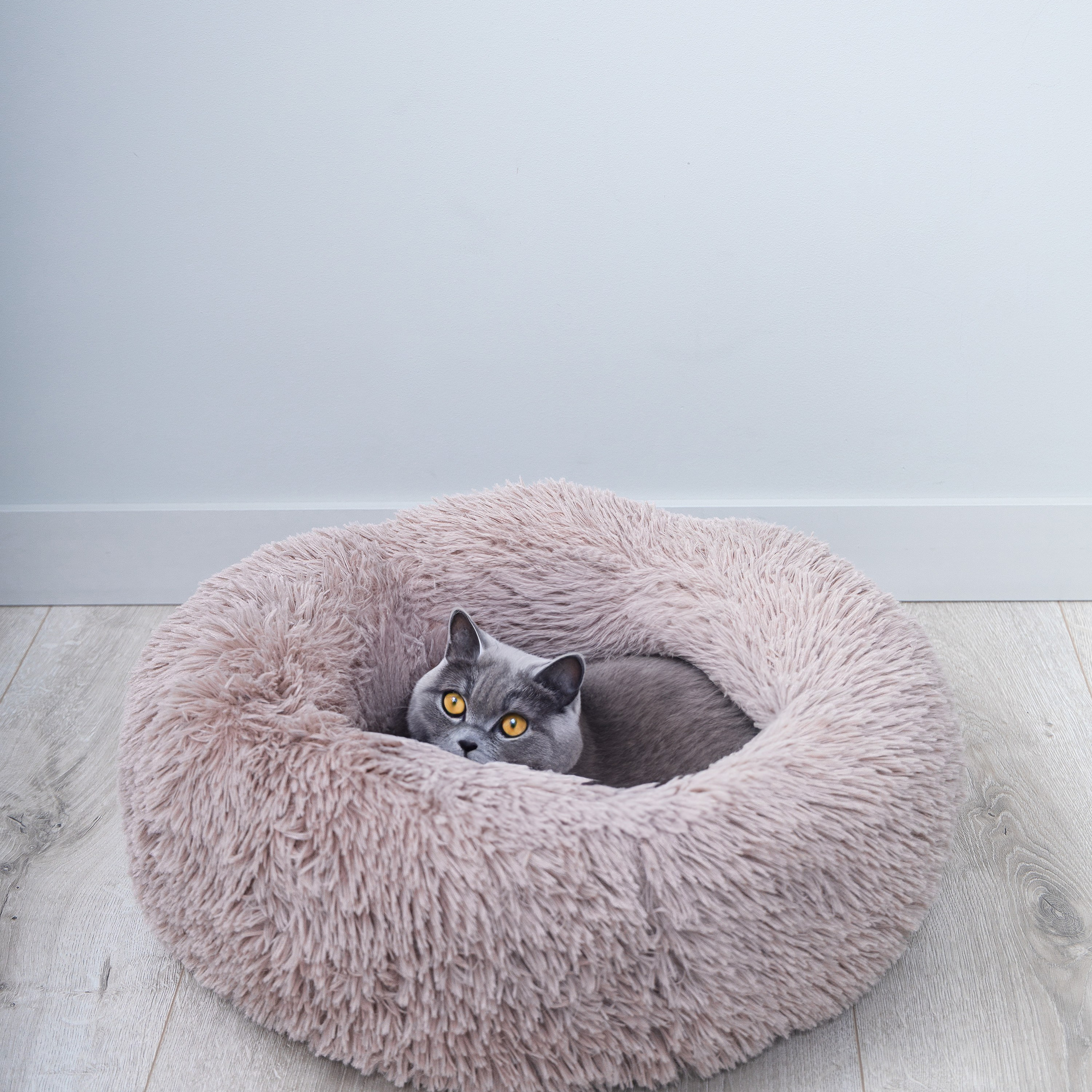 Предметная съемка товаров для животных, передающая индивидуальность каждого питомца через аксессуары.