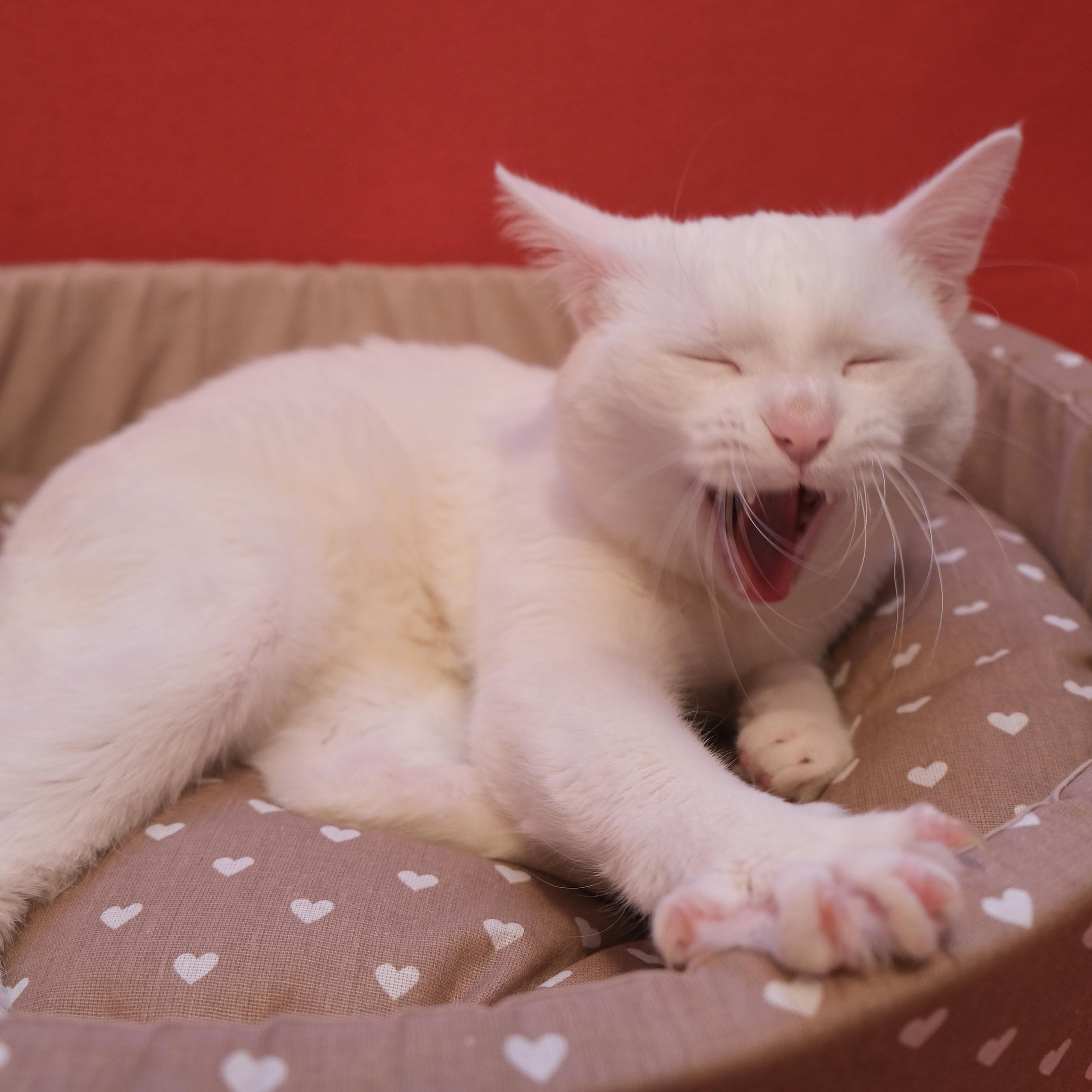 Съёмки с кошками