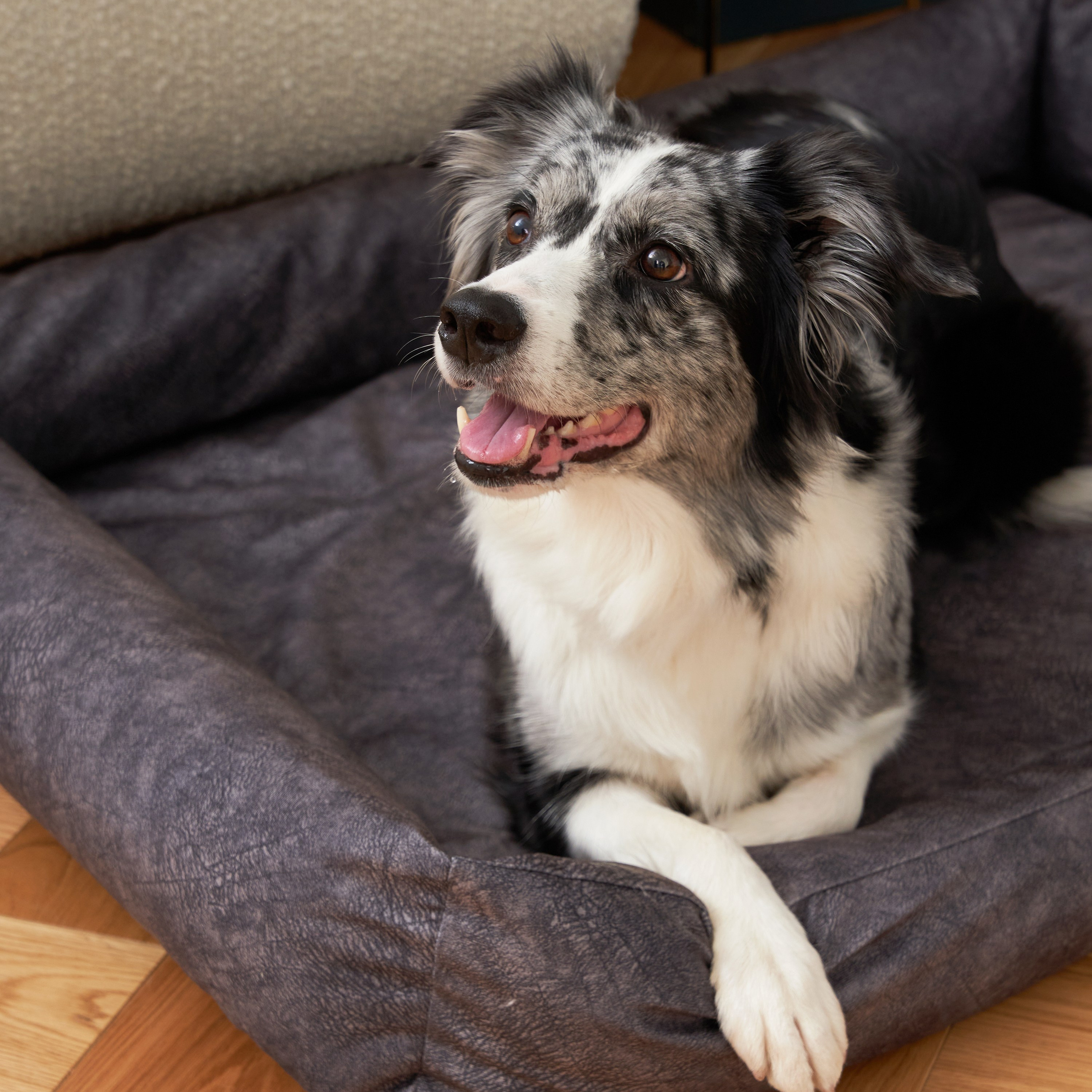 Предметная съёмка товаров для животных, демонстрирующая счастливые моменты игры с питомцами.