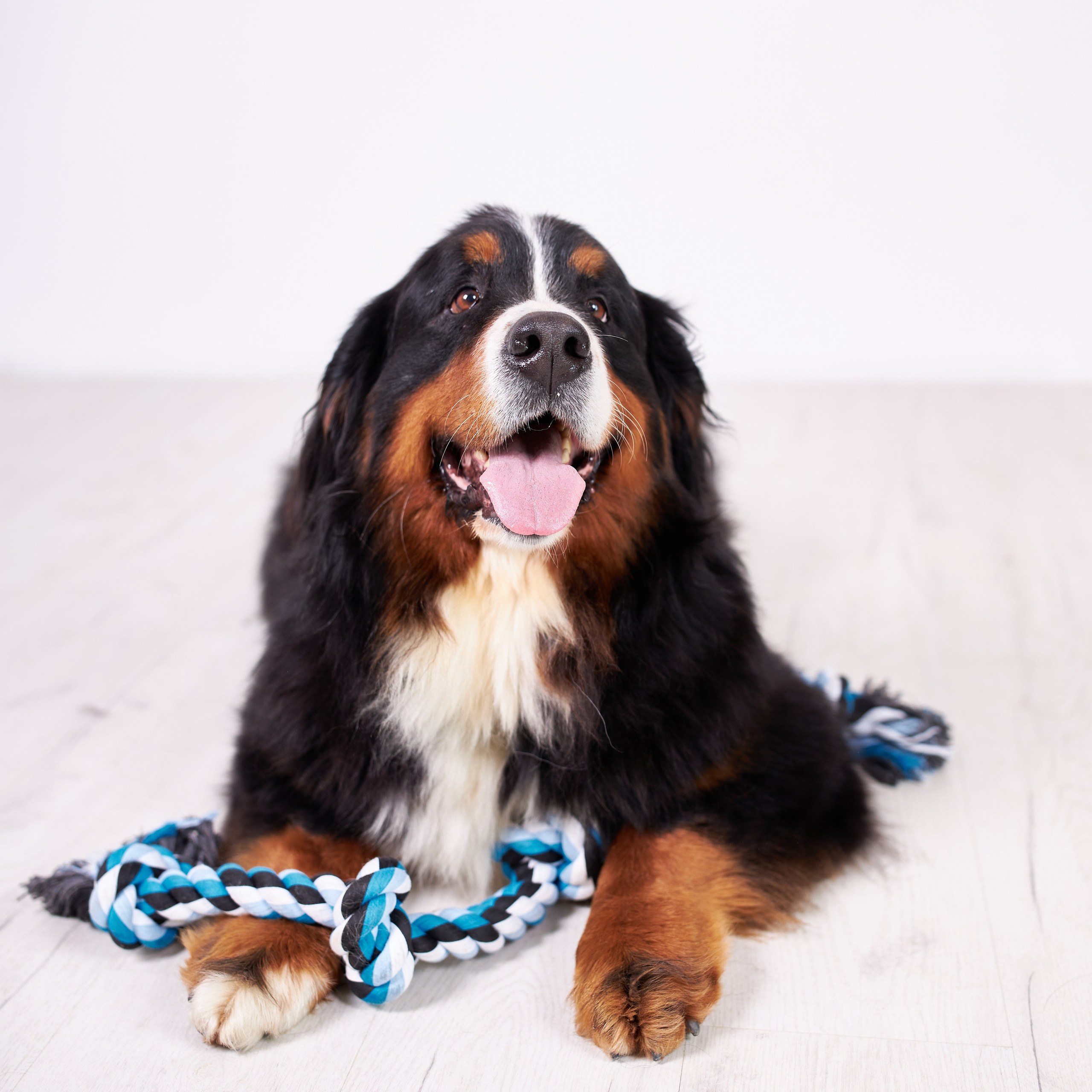 Предметная съёмка товаров для животных, создающая визуальный интерес и привлекающая внимание к продуктам.