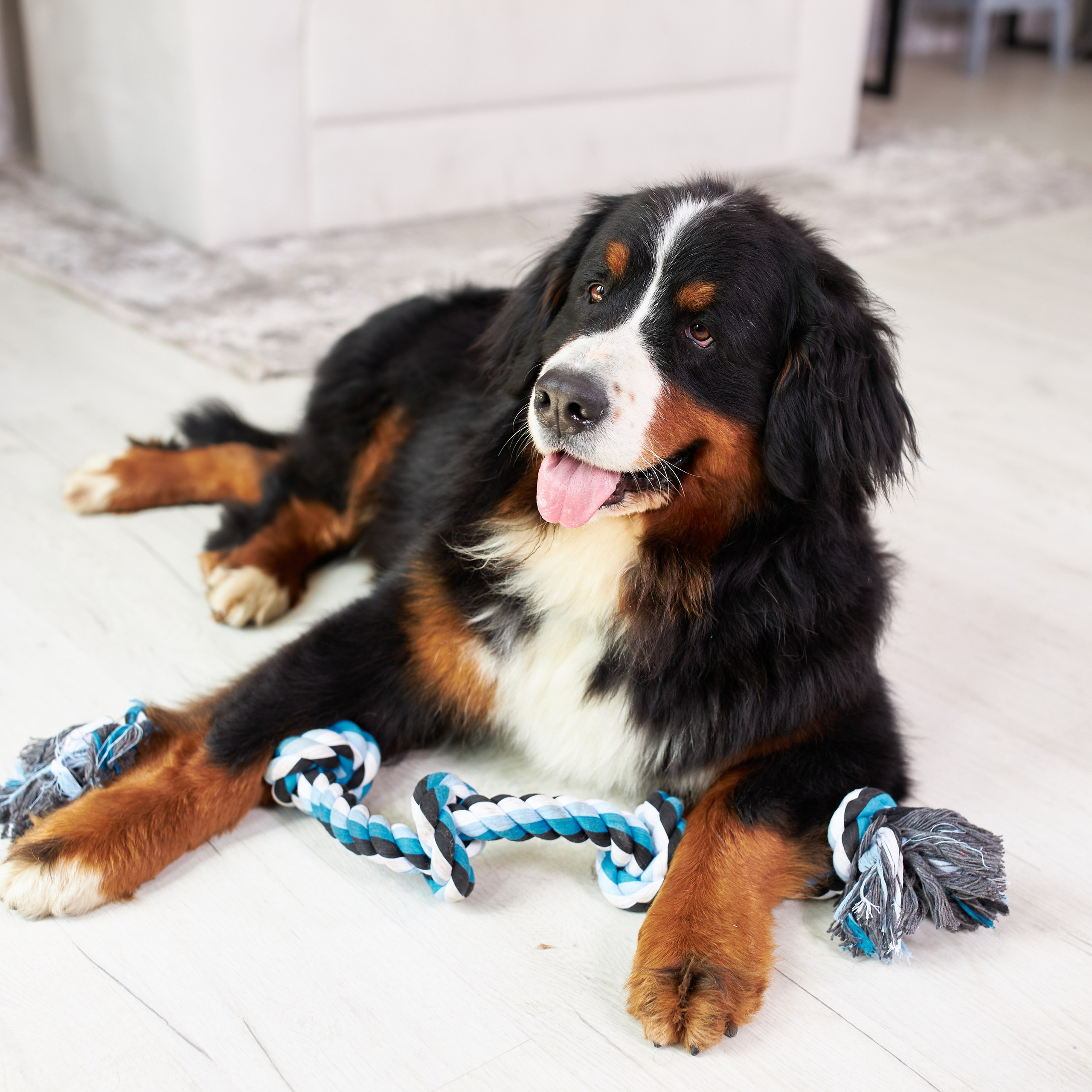 Предметная съёмка товаров для животных, передающая эмоциональную связь между владельцем и питомцем.