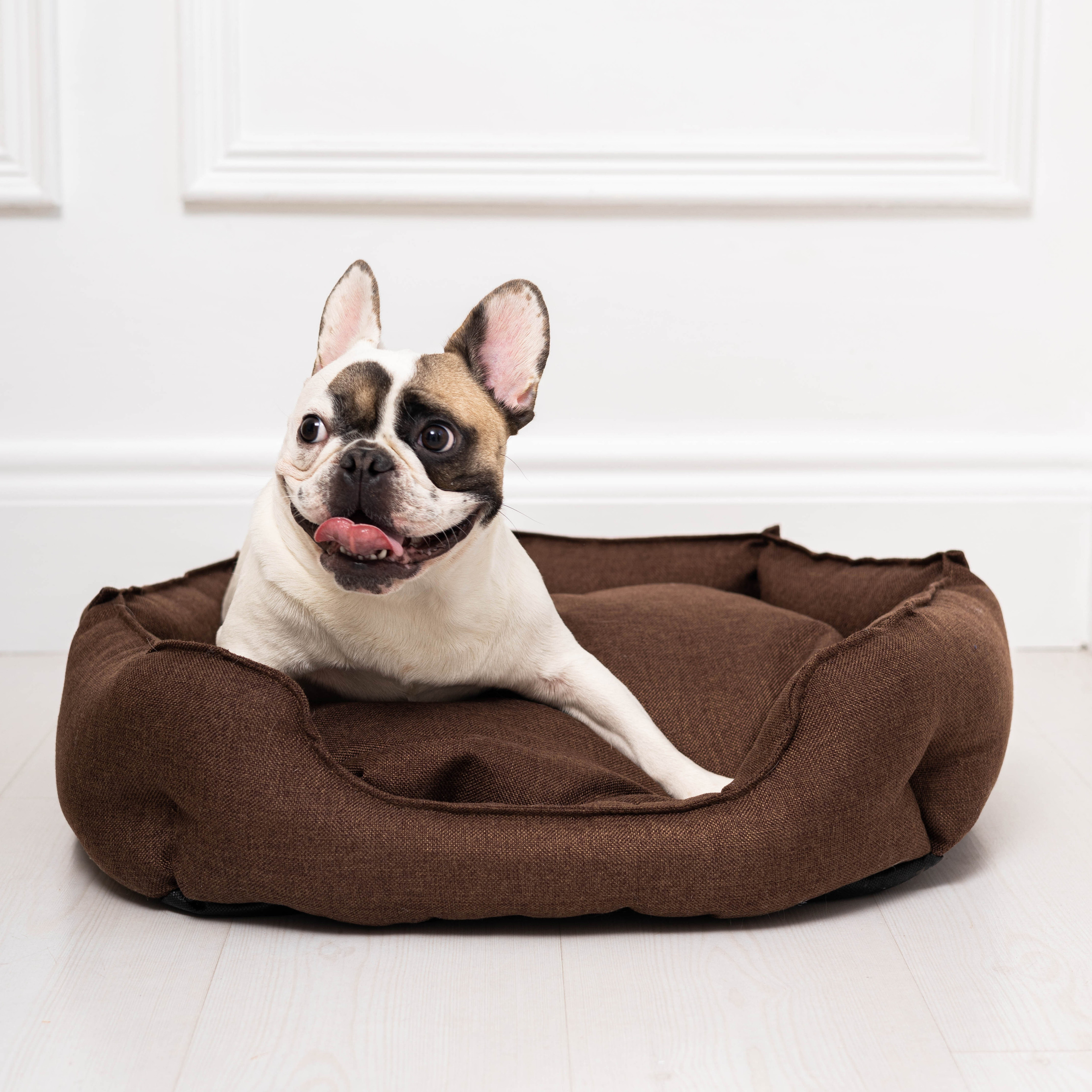 Съёмки с собаками