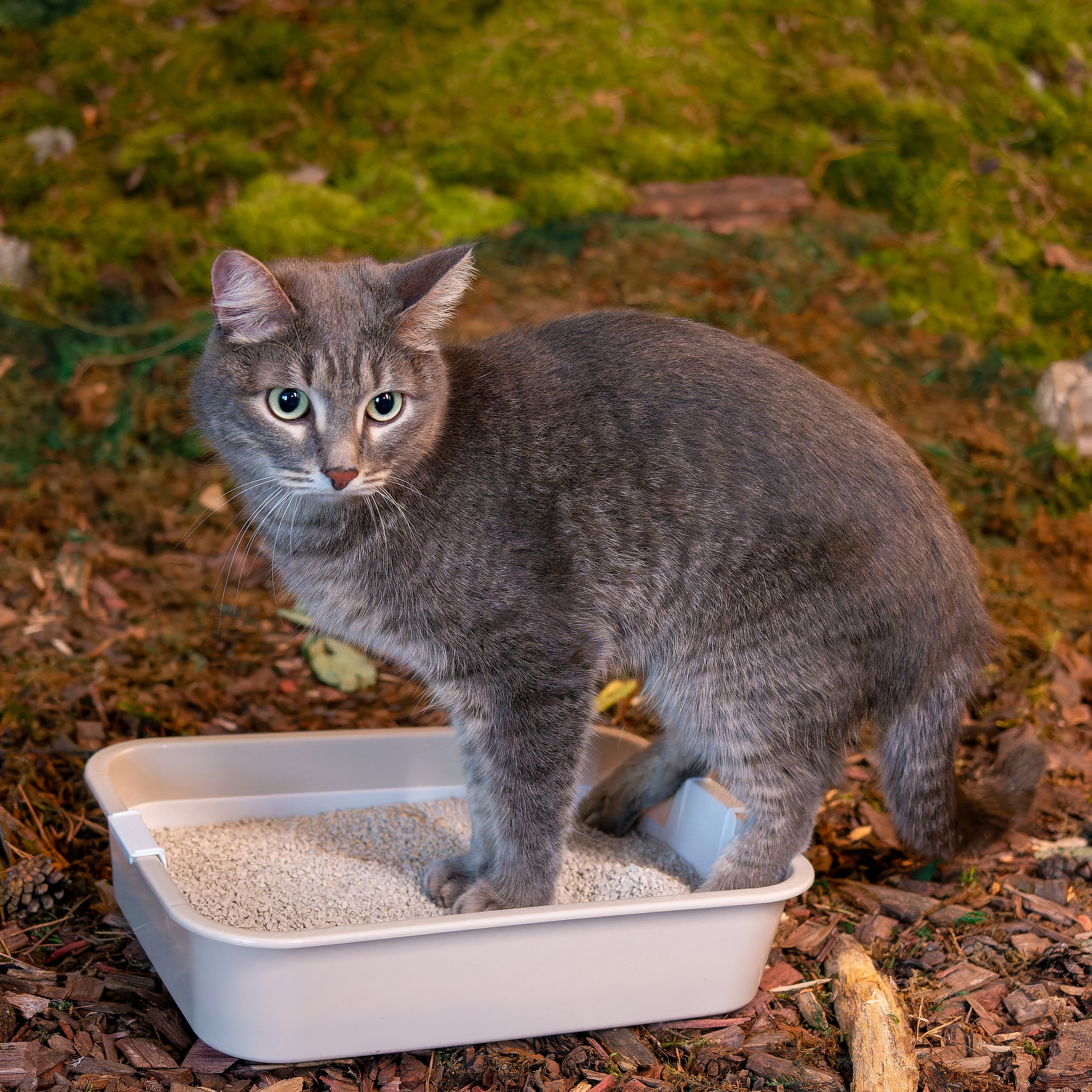 Предметное фото товаров для животных - товары, которые делают жизнь вашего питомца более приятной.