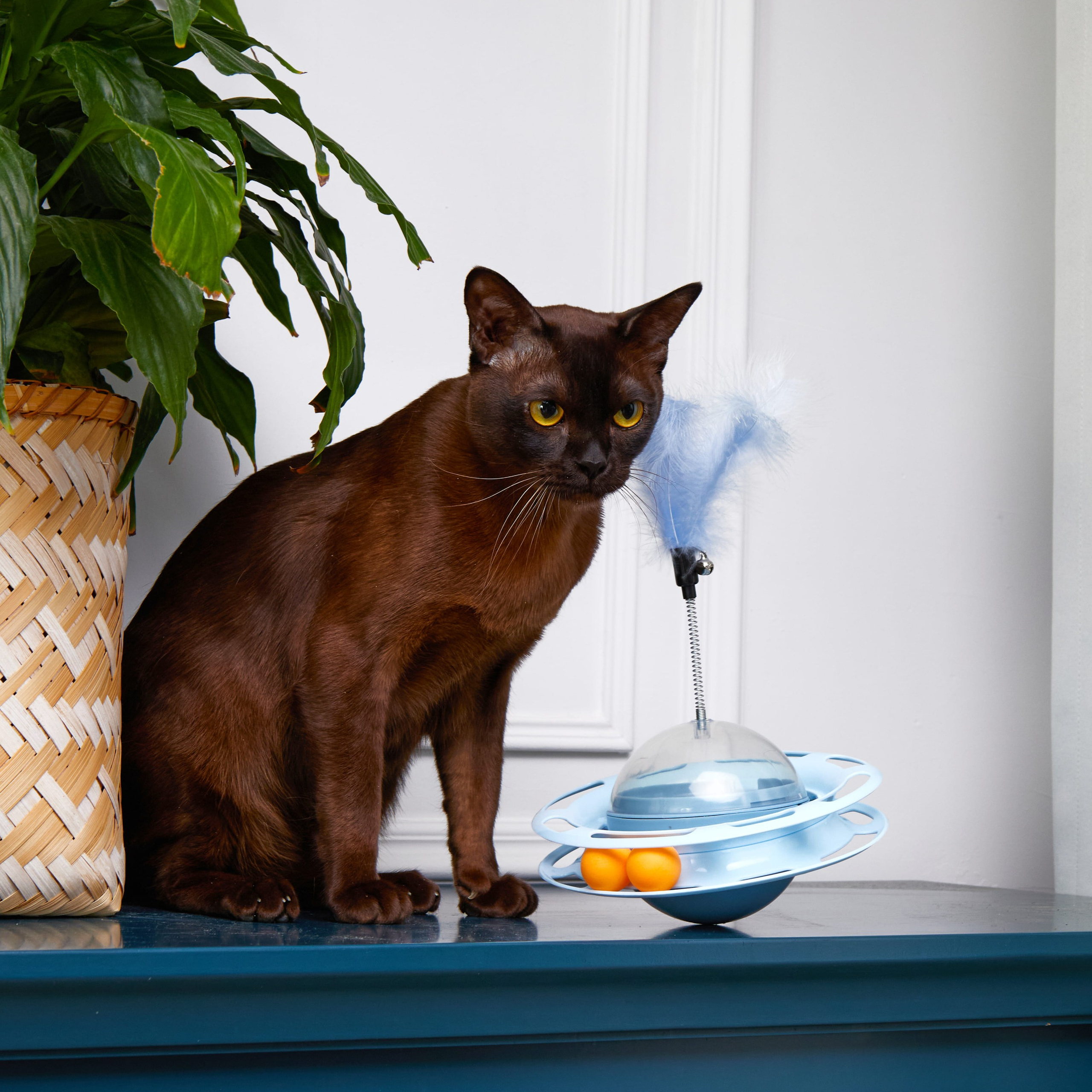 Предметная съёмка Товаров для животных и фото для маркетплейсов