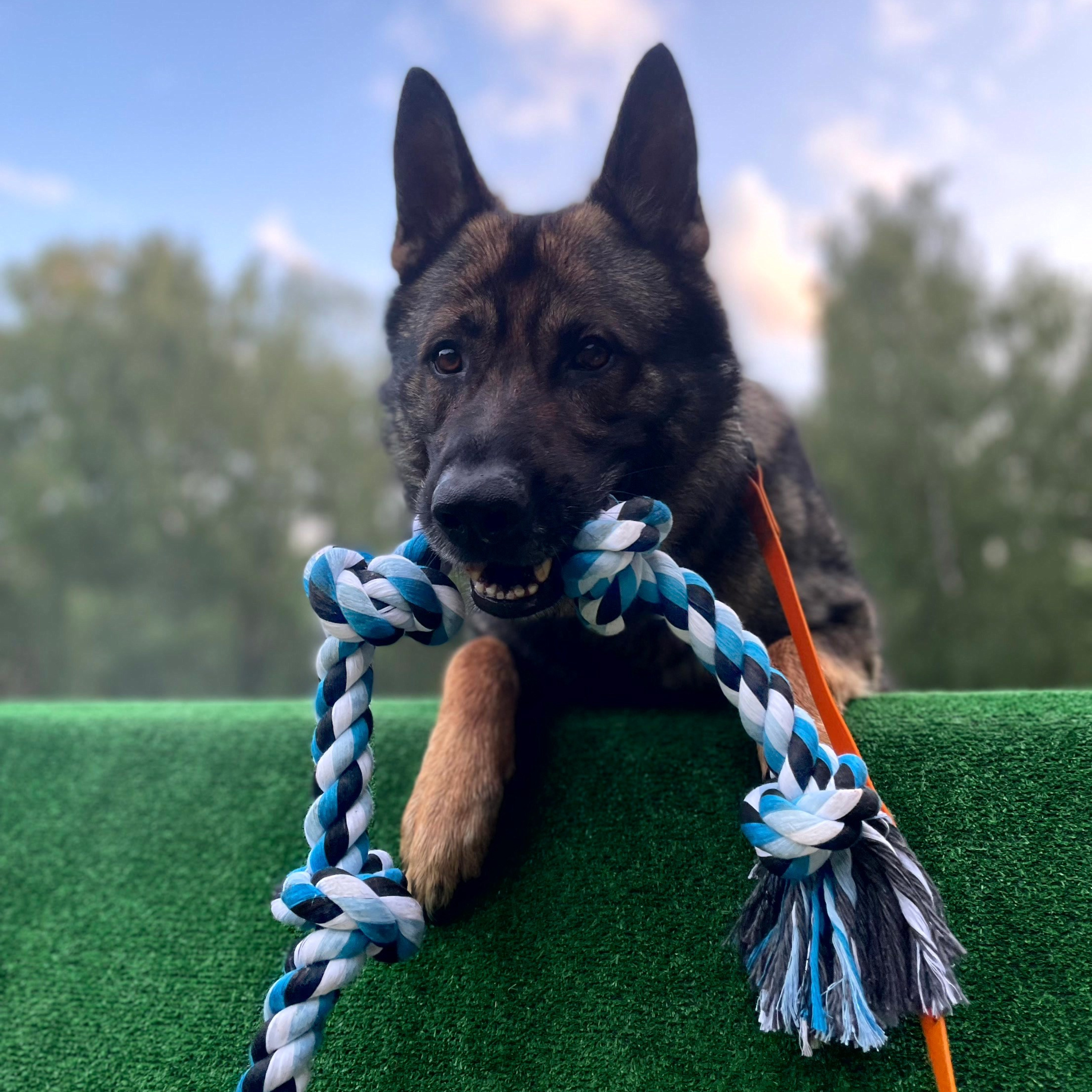 Предметная съемка товаров для животных, отражающая активный образ жизни питомцев.