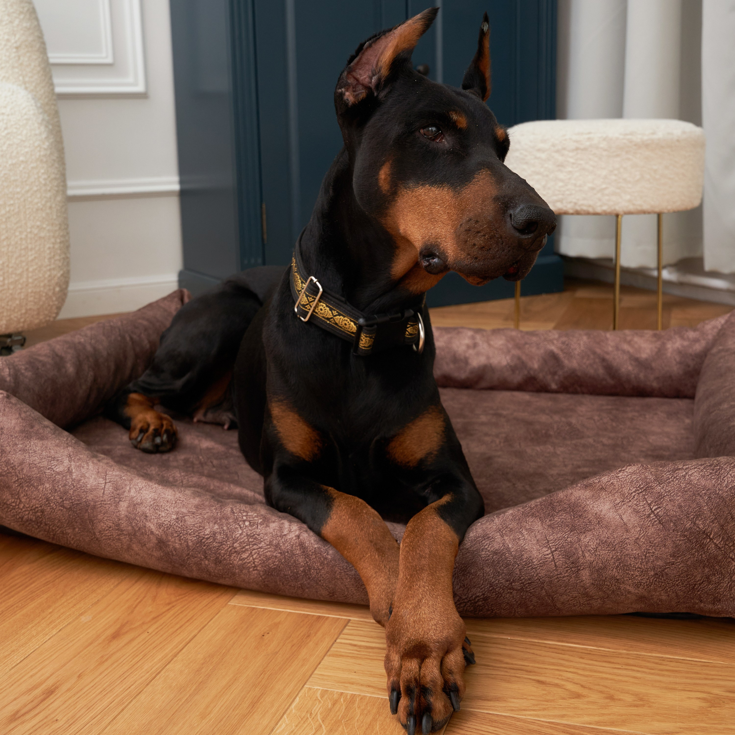 Предметная съемка товаров для животных, отражающая заботу о здоровье и благополучии питомцев.